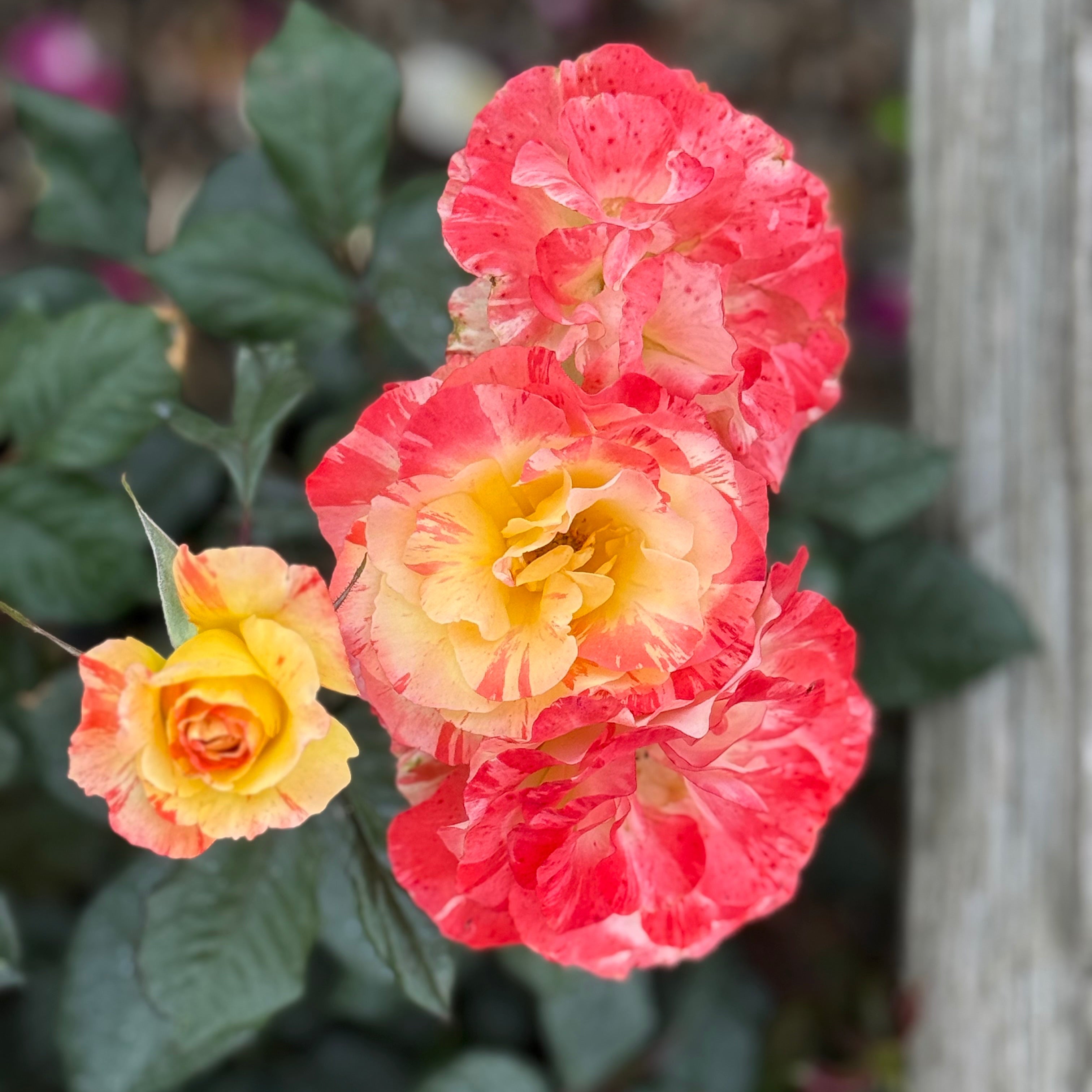 Chihuly® Bare Root Rose Bush