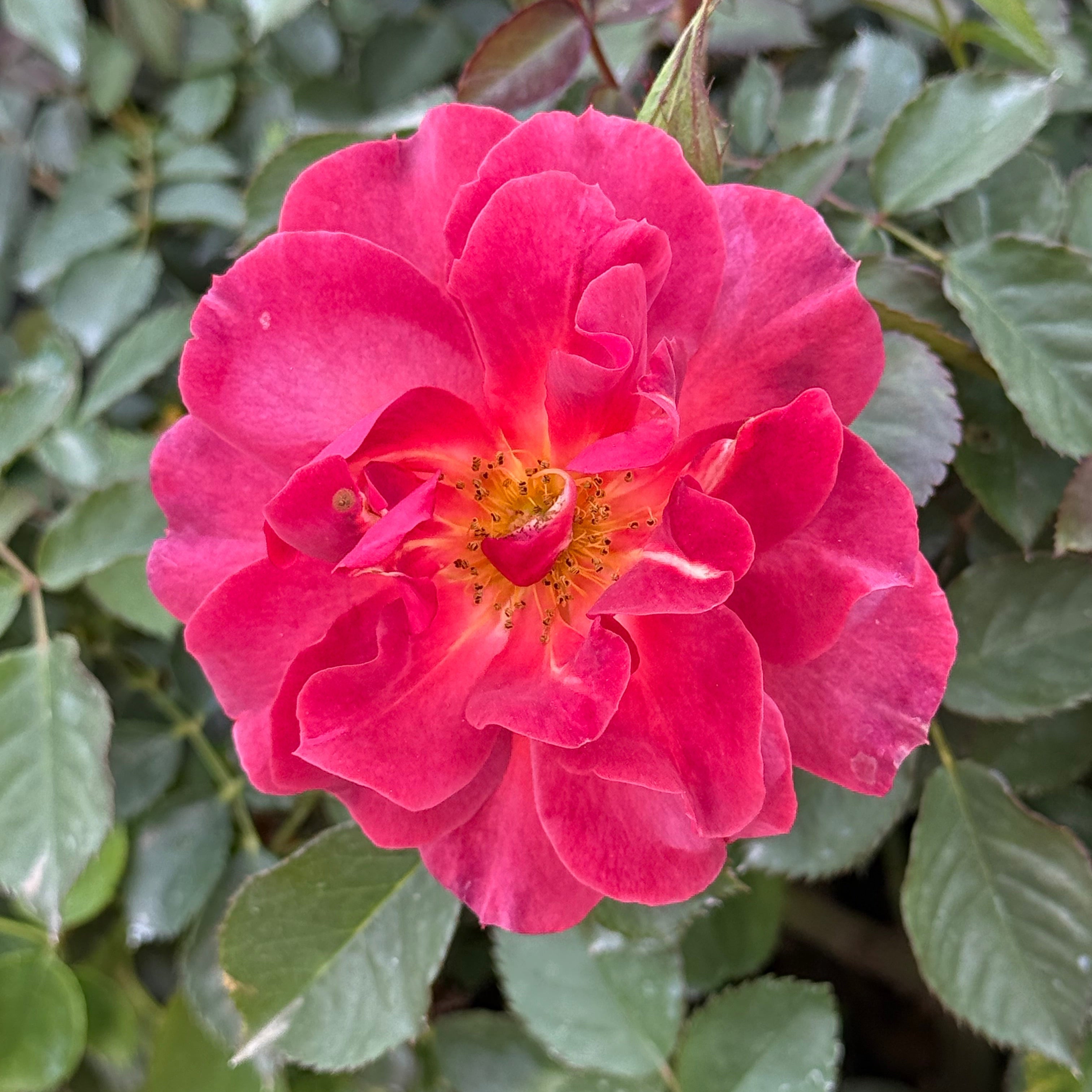 Close-up of a vibrant pink rose with green leaves in the background