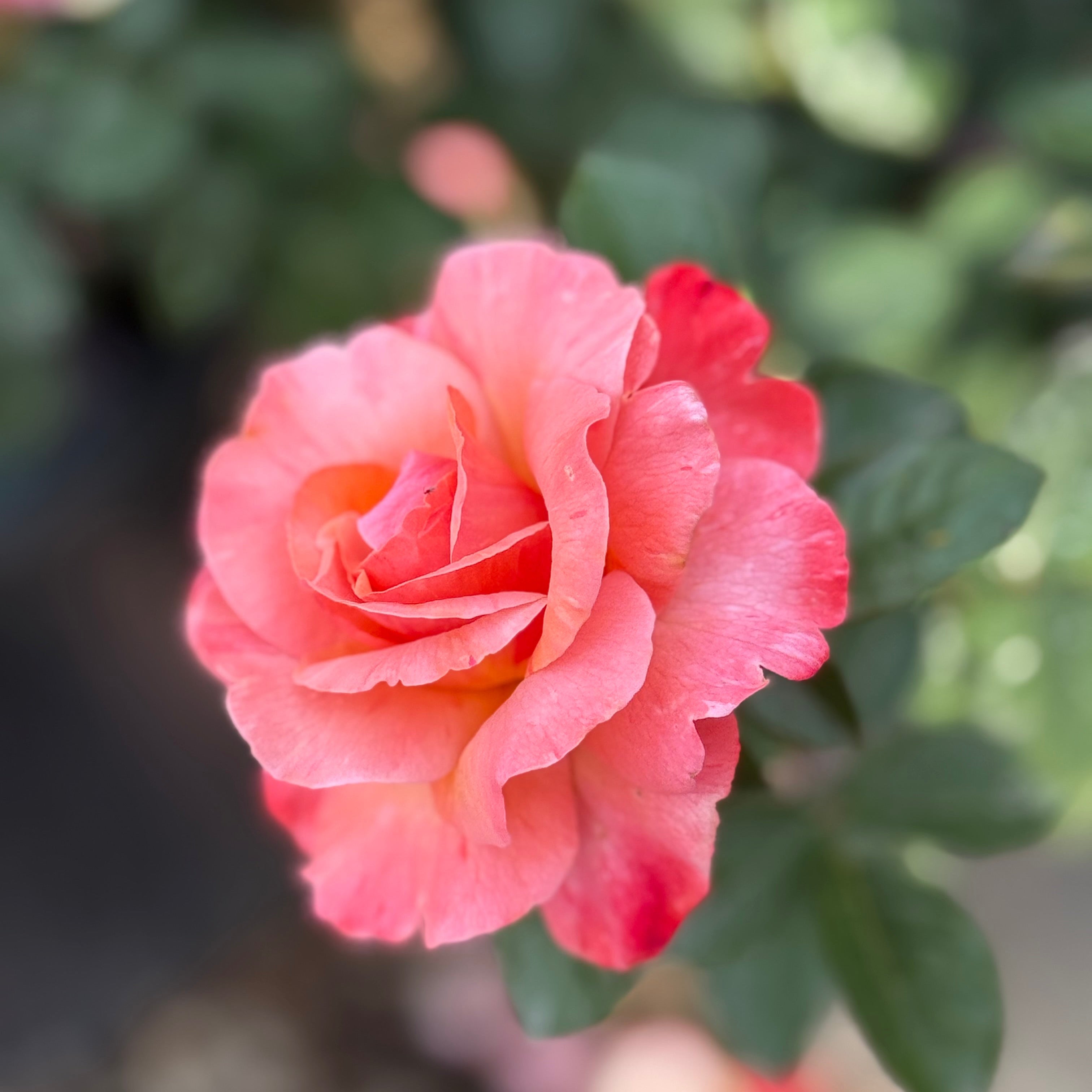 Close-up of a pink rose with a blurred green background