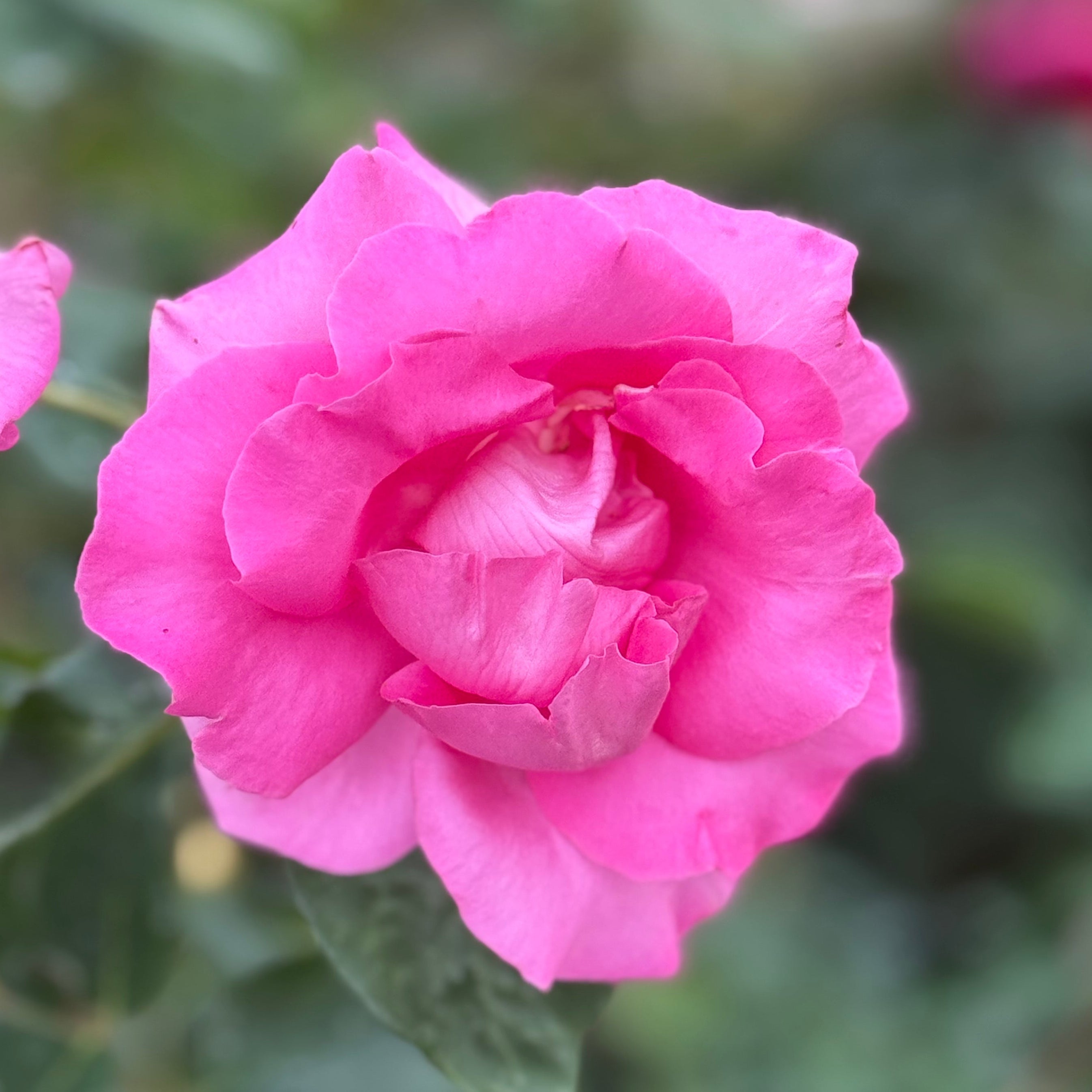 The McCartney Rose™ Bare Root Rose Bush