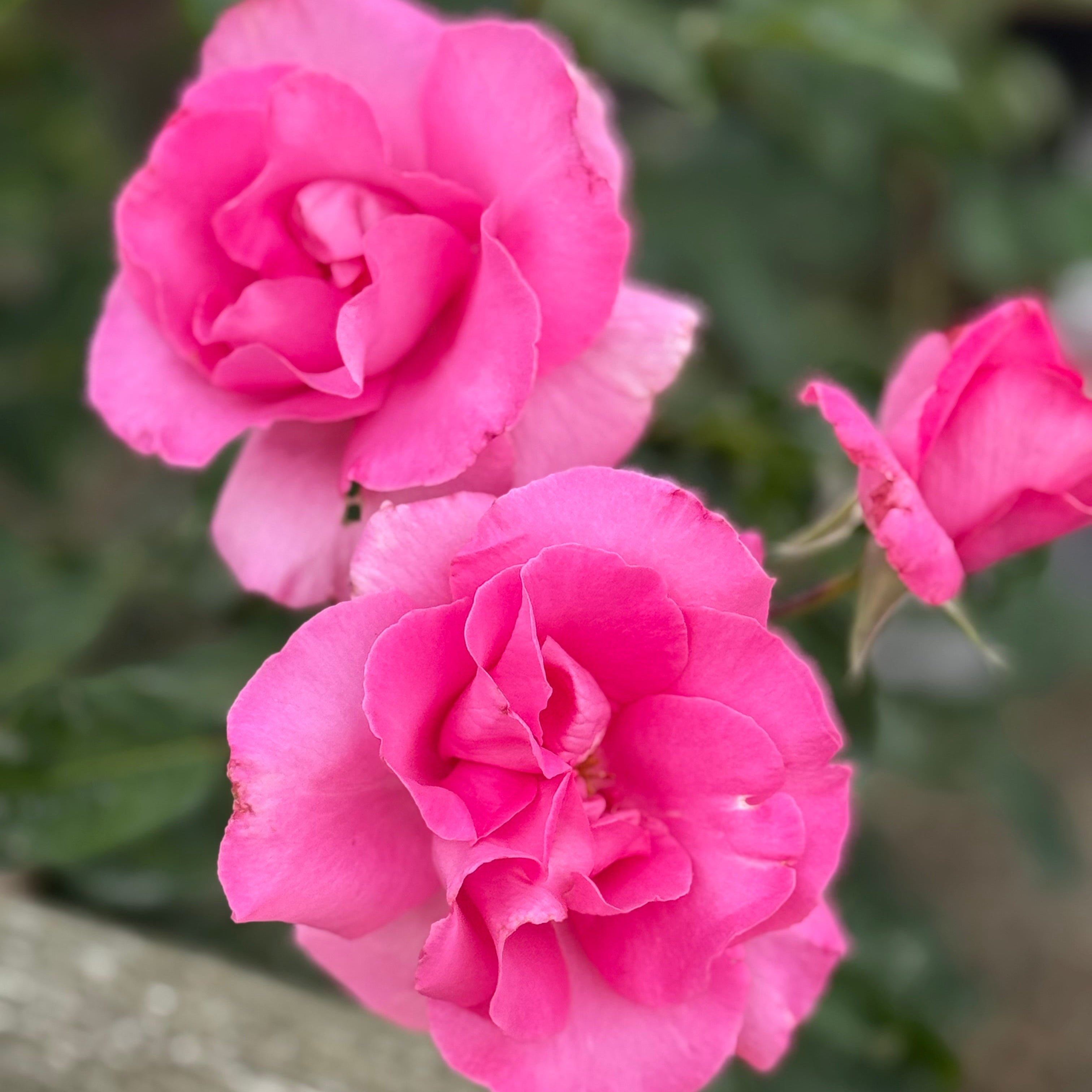 The McCartney Rose™ Bare Root Rose Bush