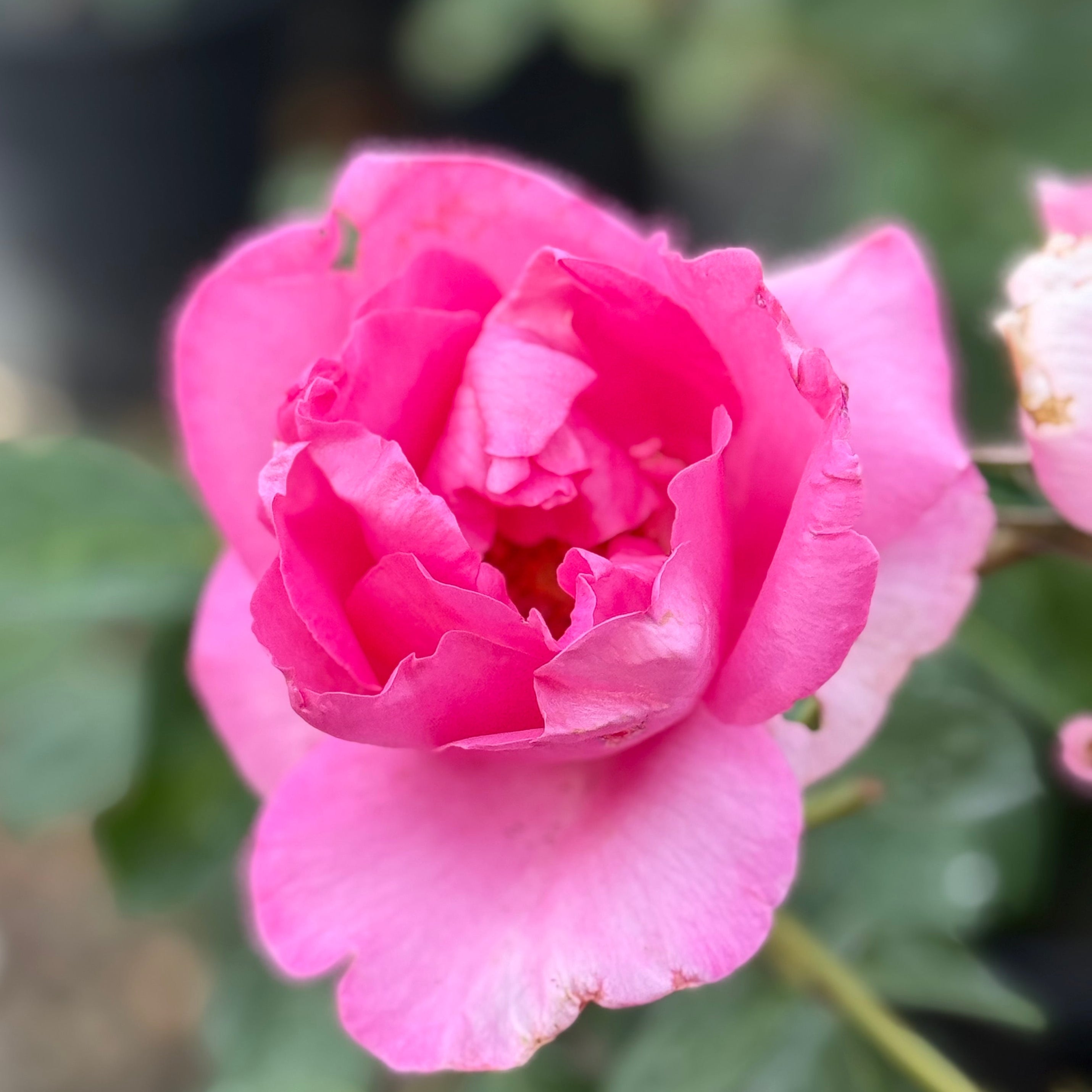 The McCartney Rose™ Bare Root Rose Bush