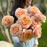 Parfuma® Sunrise (a.k.a. Sespe Sunrise) Bare Root Rose Bush