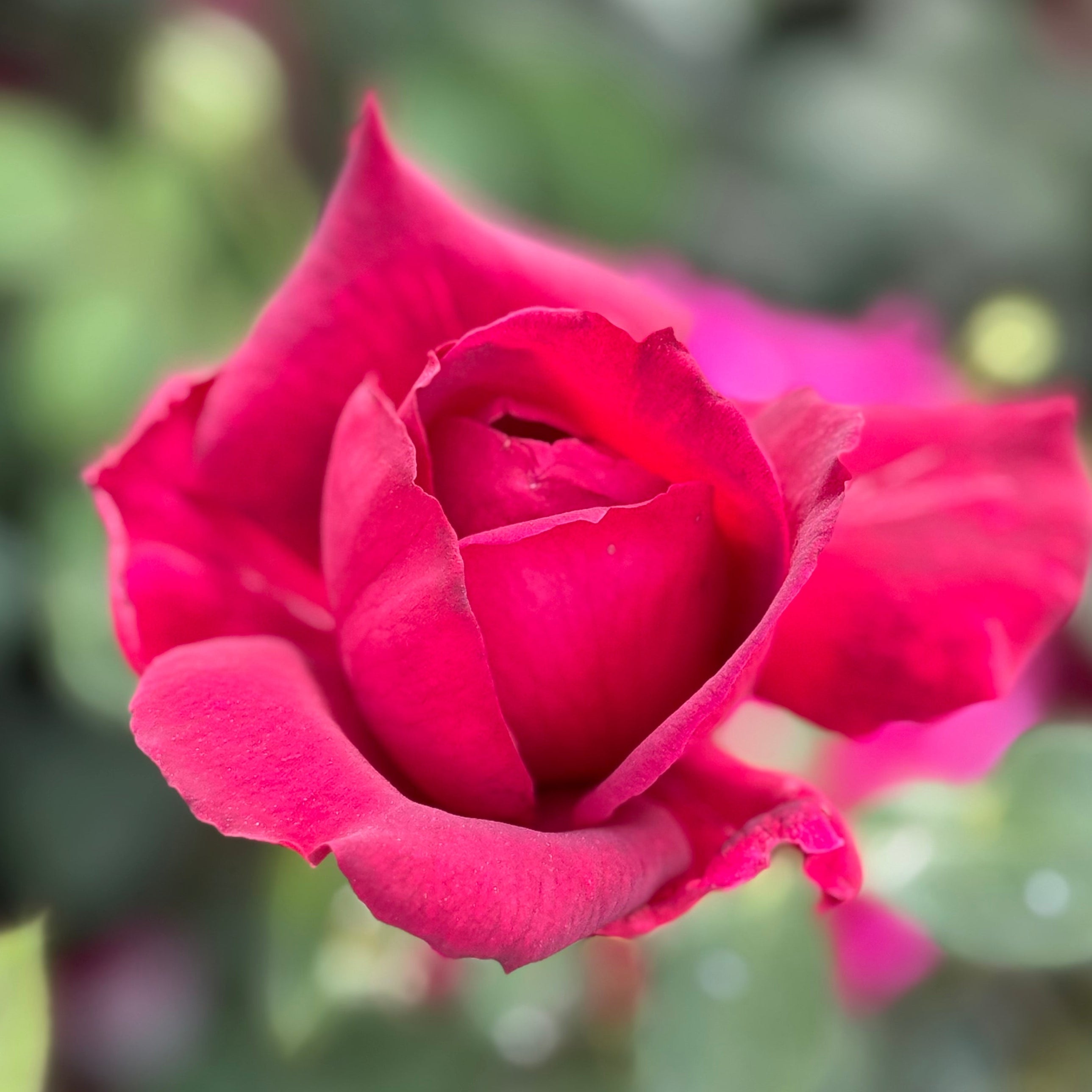 Oklahoma Bare Root Rose Bush