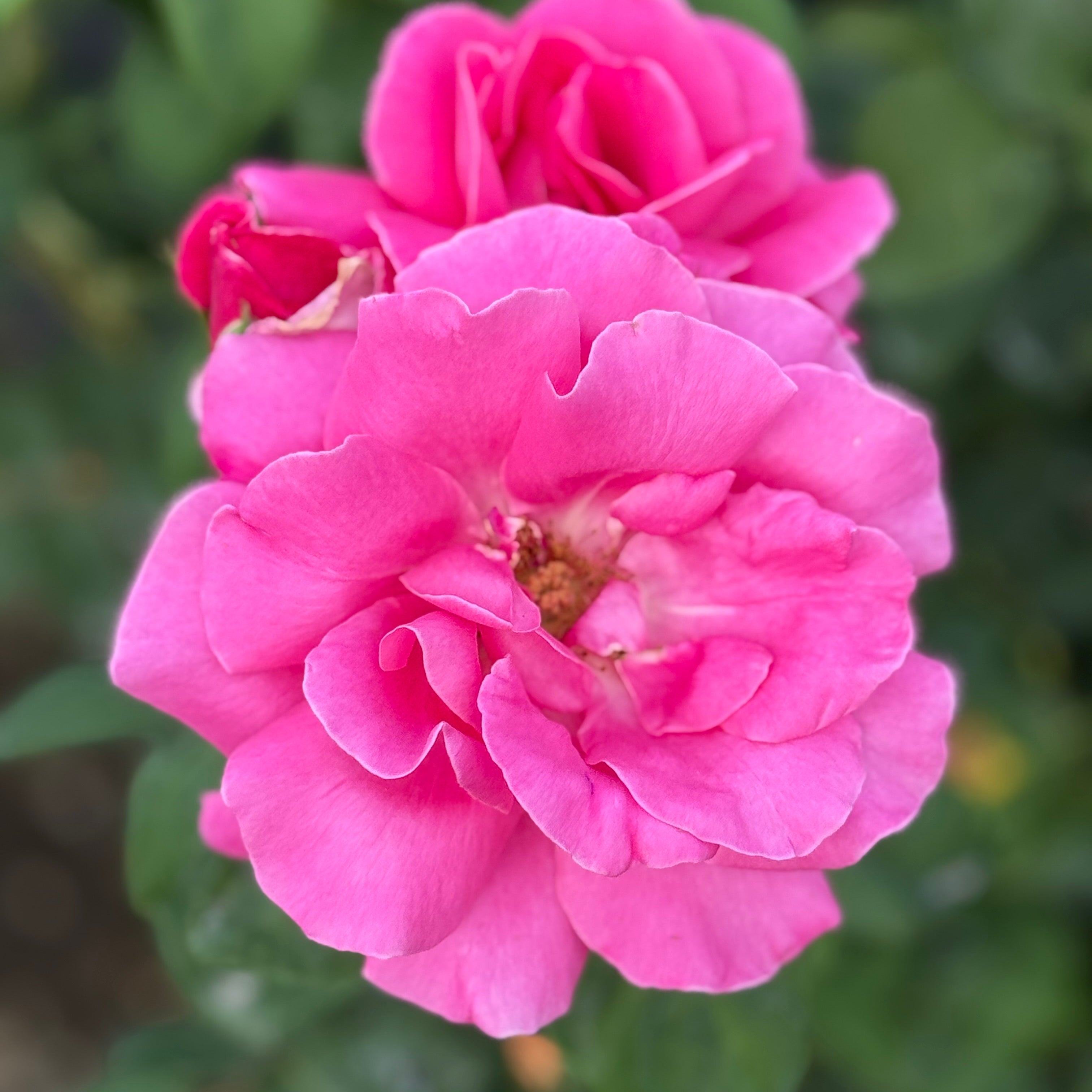 Perfume Delight™ Potted Rose Bush