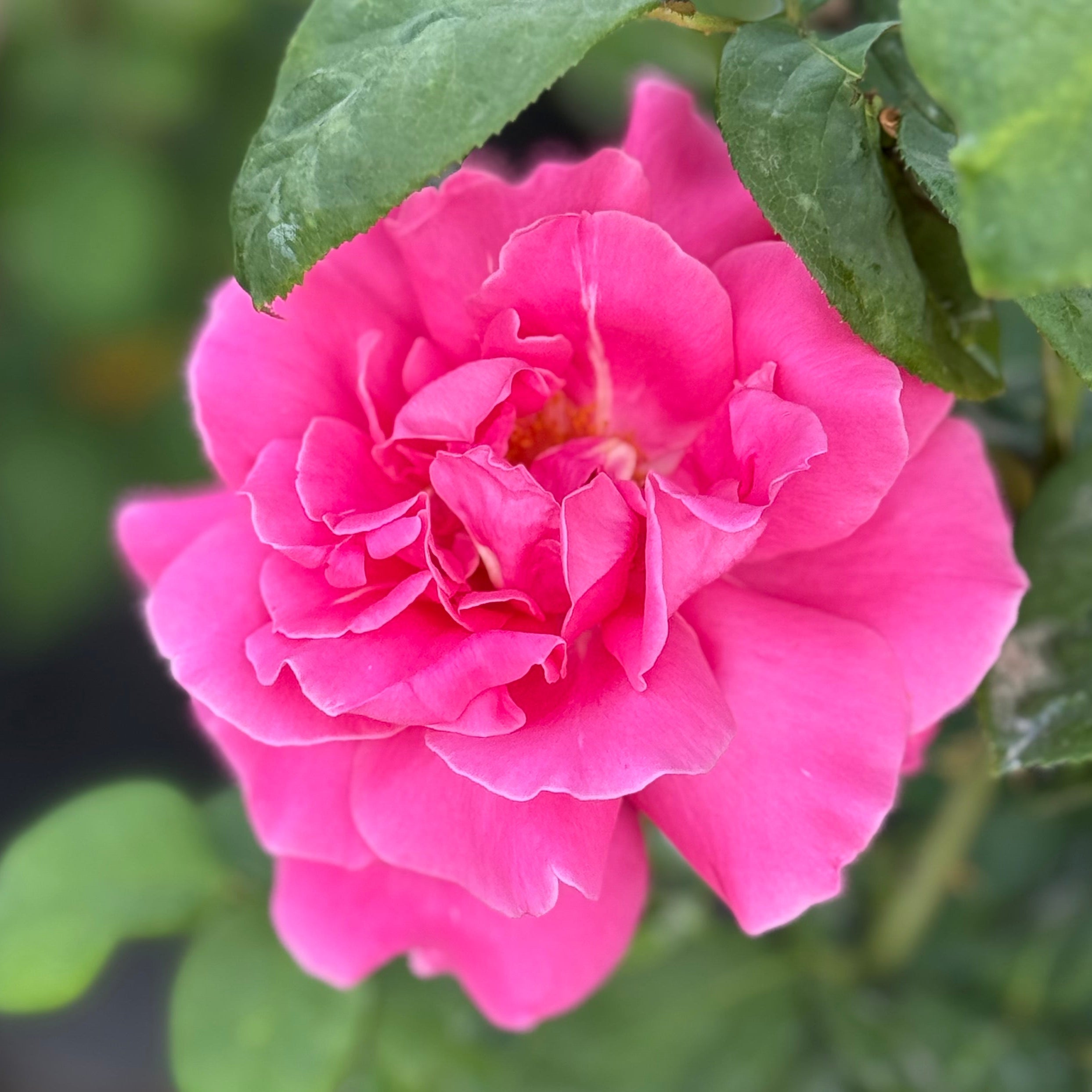 Perfume Delight™ Potted Rose Bush