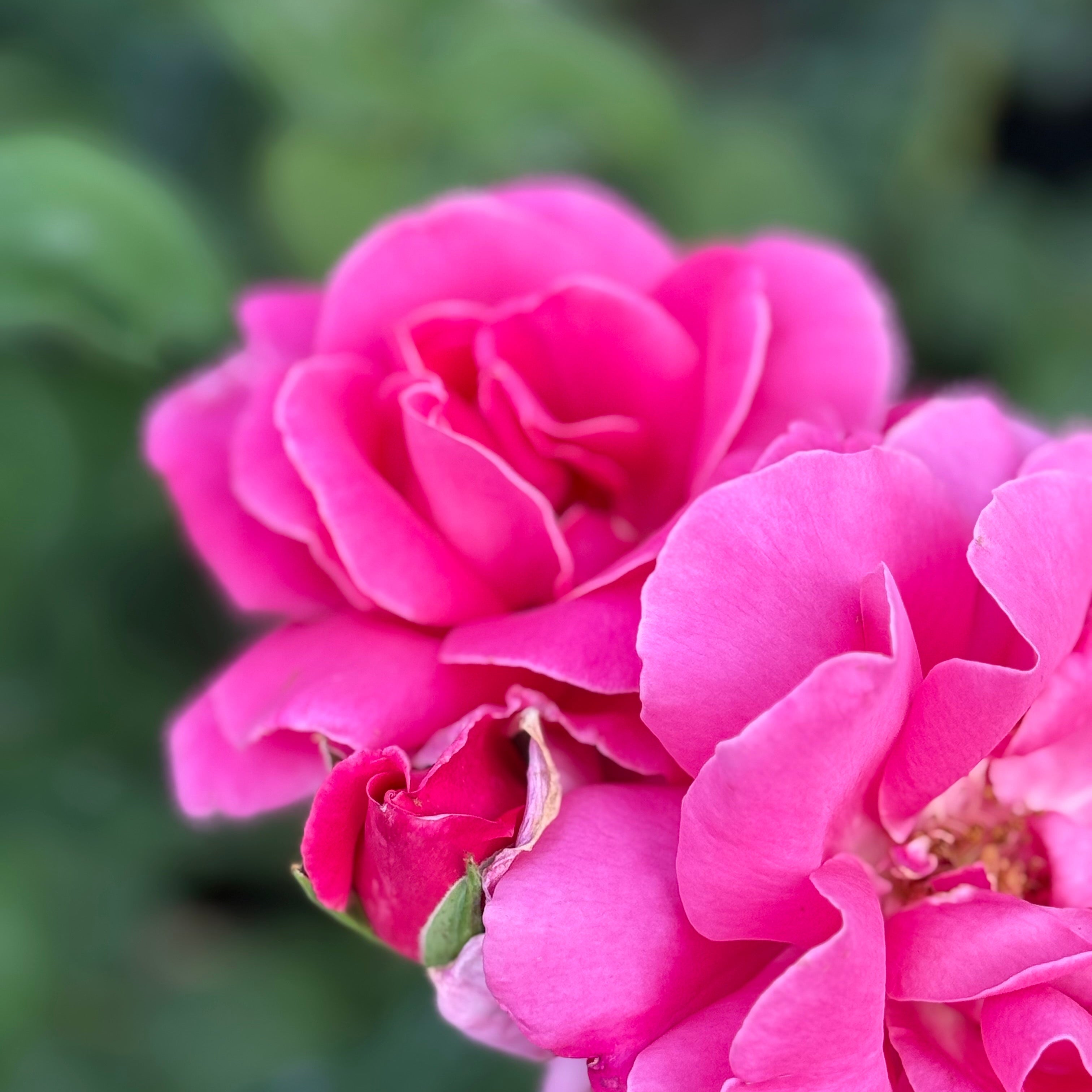 Perfume Delight™ Potted Rose Bush