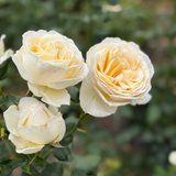 Top Cream™ Bare Root Tree Rose