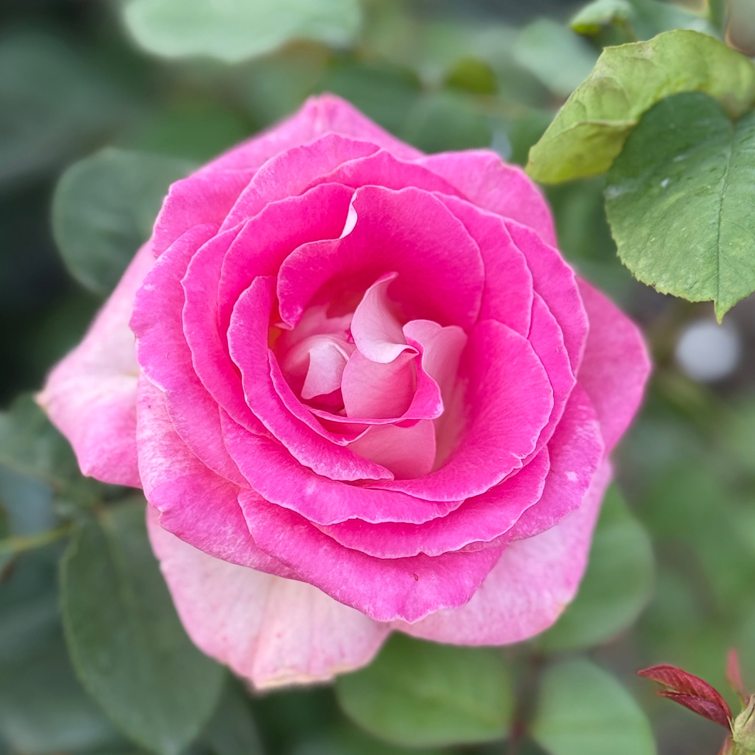 Painted Porcelain™ Potted Tree Rose