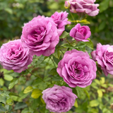 Sweet Madame Blue™ Bare Root Rose Bush