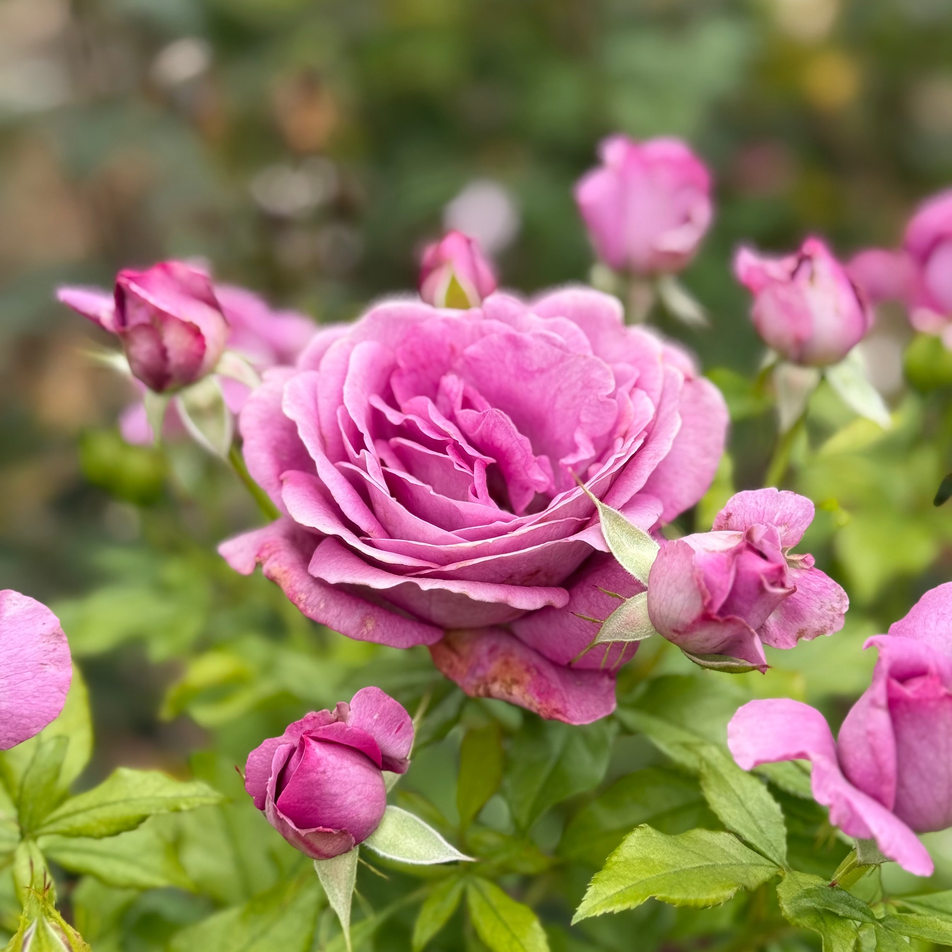Sweet Madame Blue™ Bare Root Rose Bush