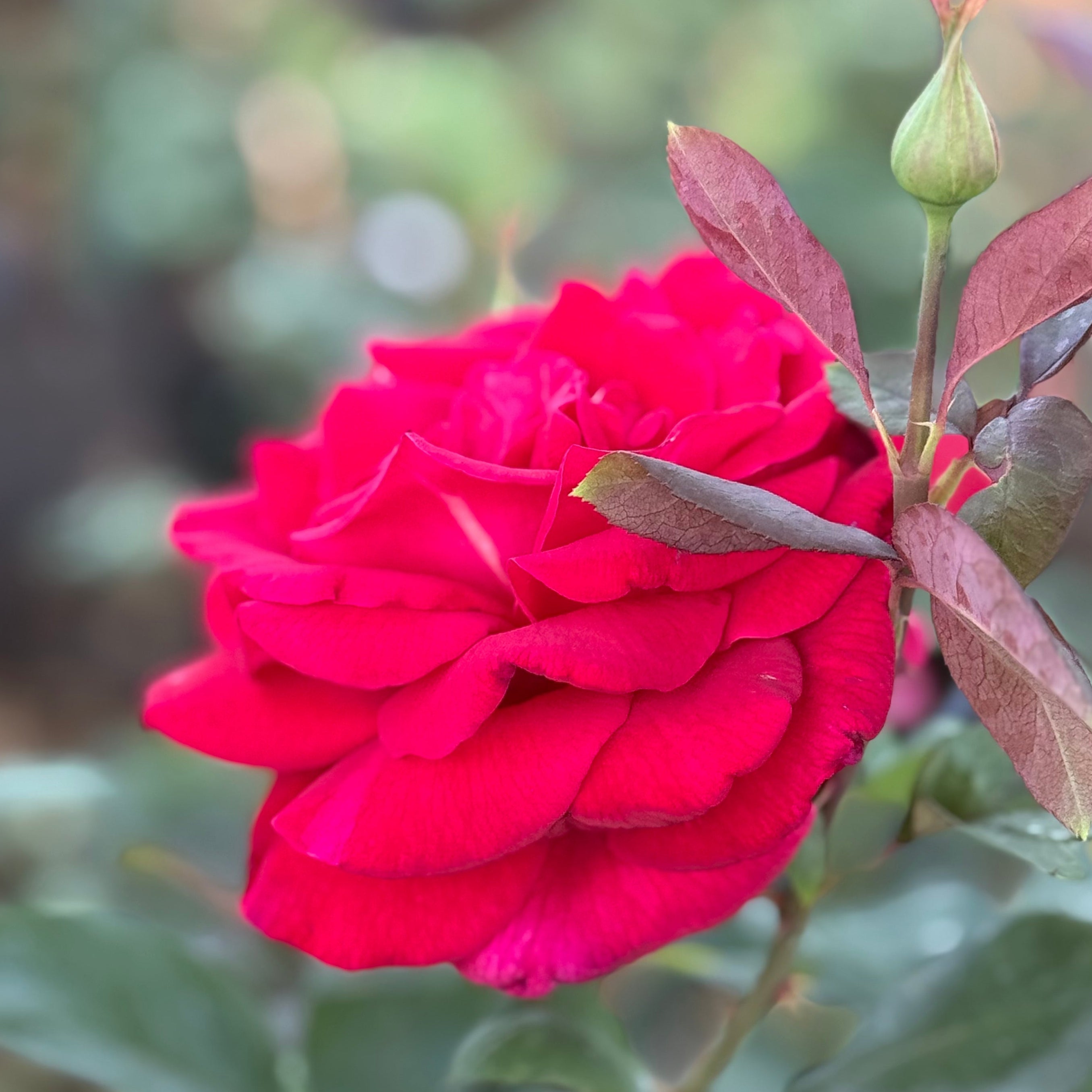 Mister Lincoln Potted Rose Bush