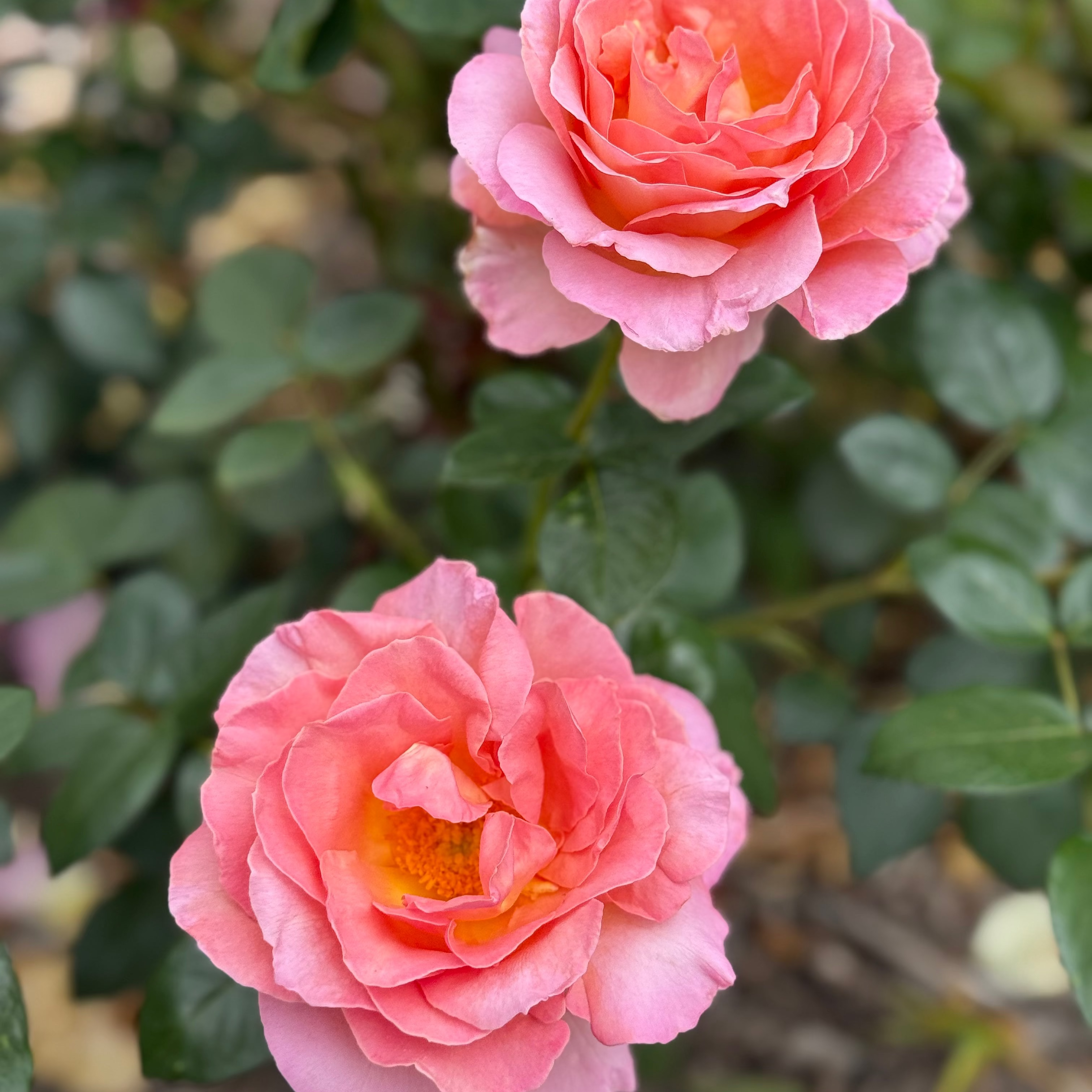 Elle® Bare Root Tree Rose