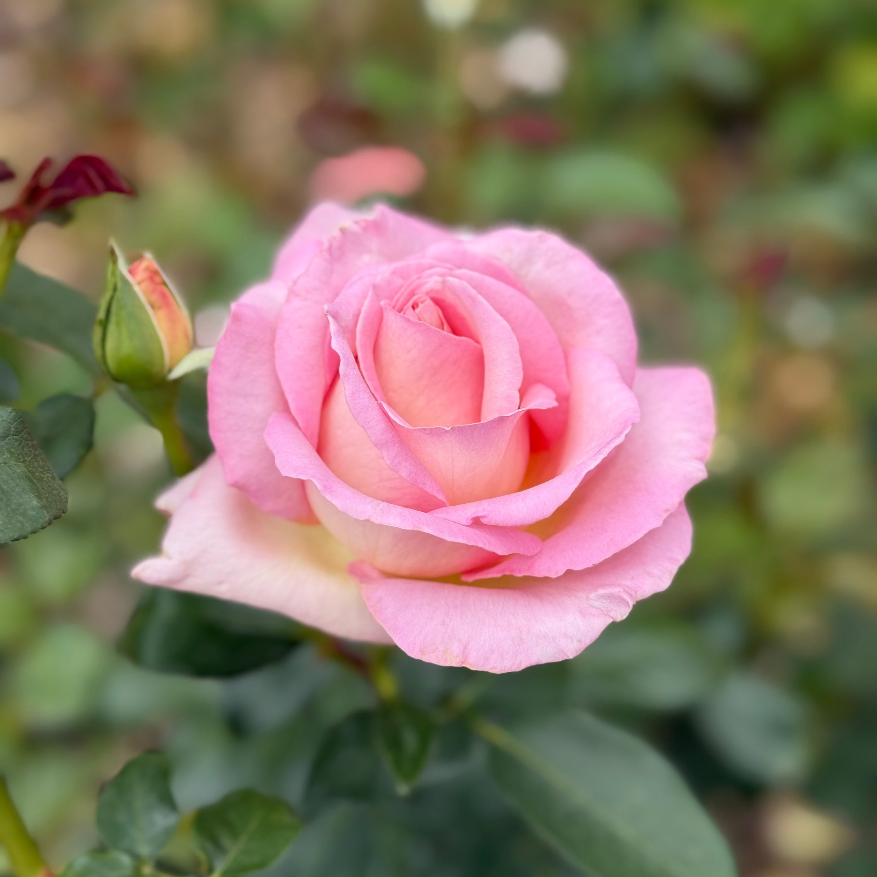 Elle® Bare Root Tree Rose