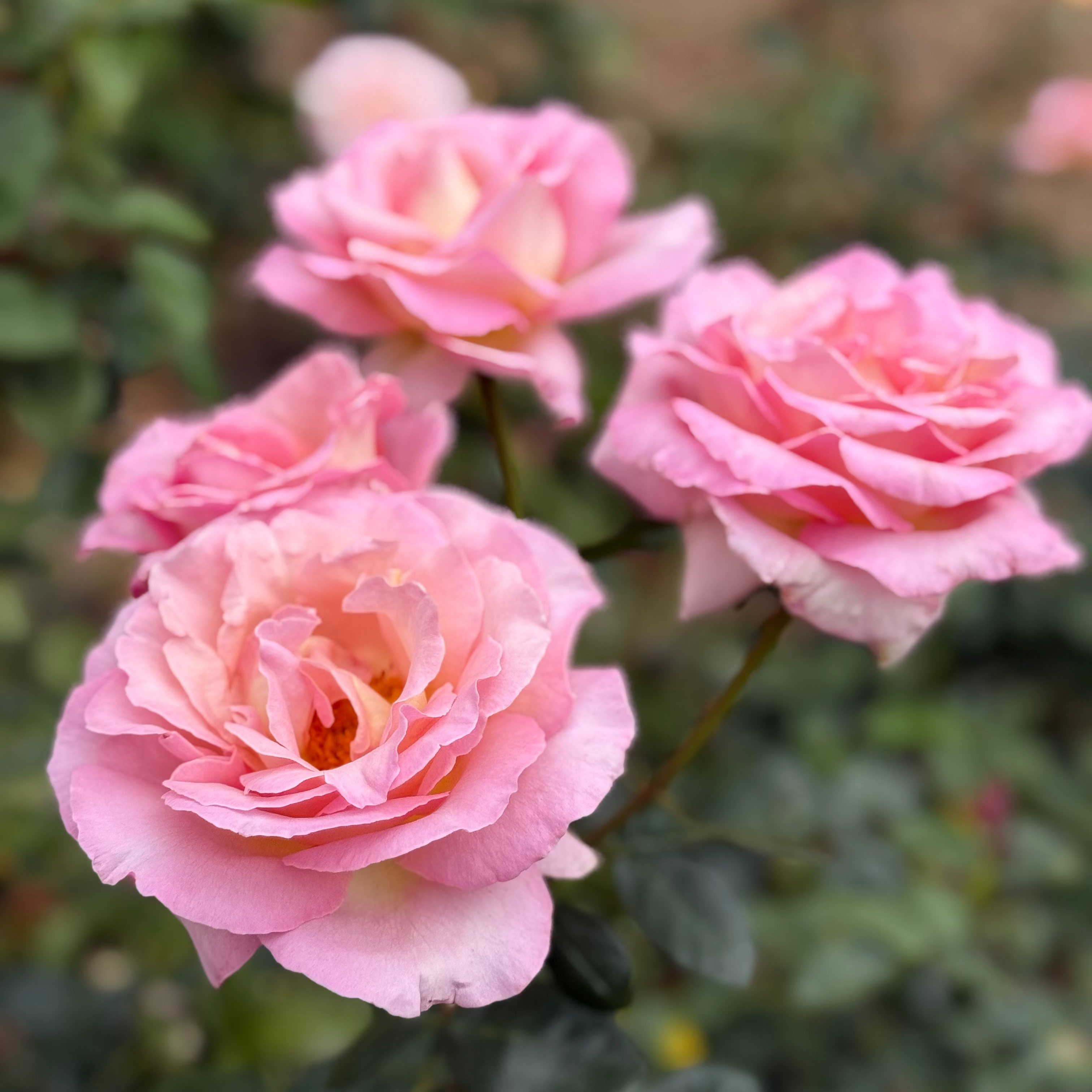 Elle® Bare Root Rose Bush