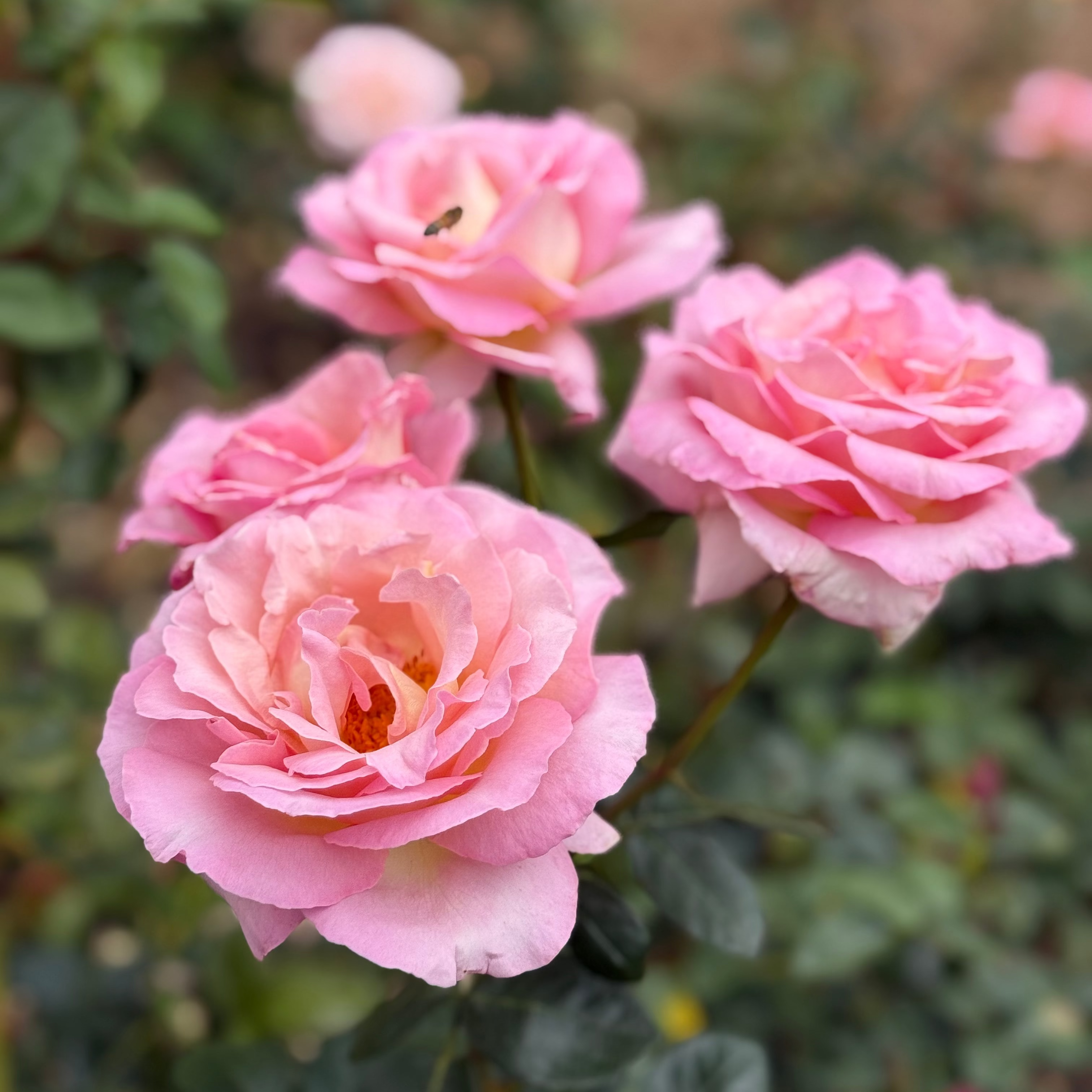 Elle® Bare Root Tree Rose