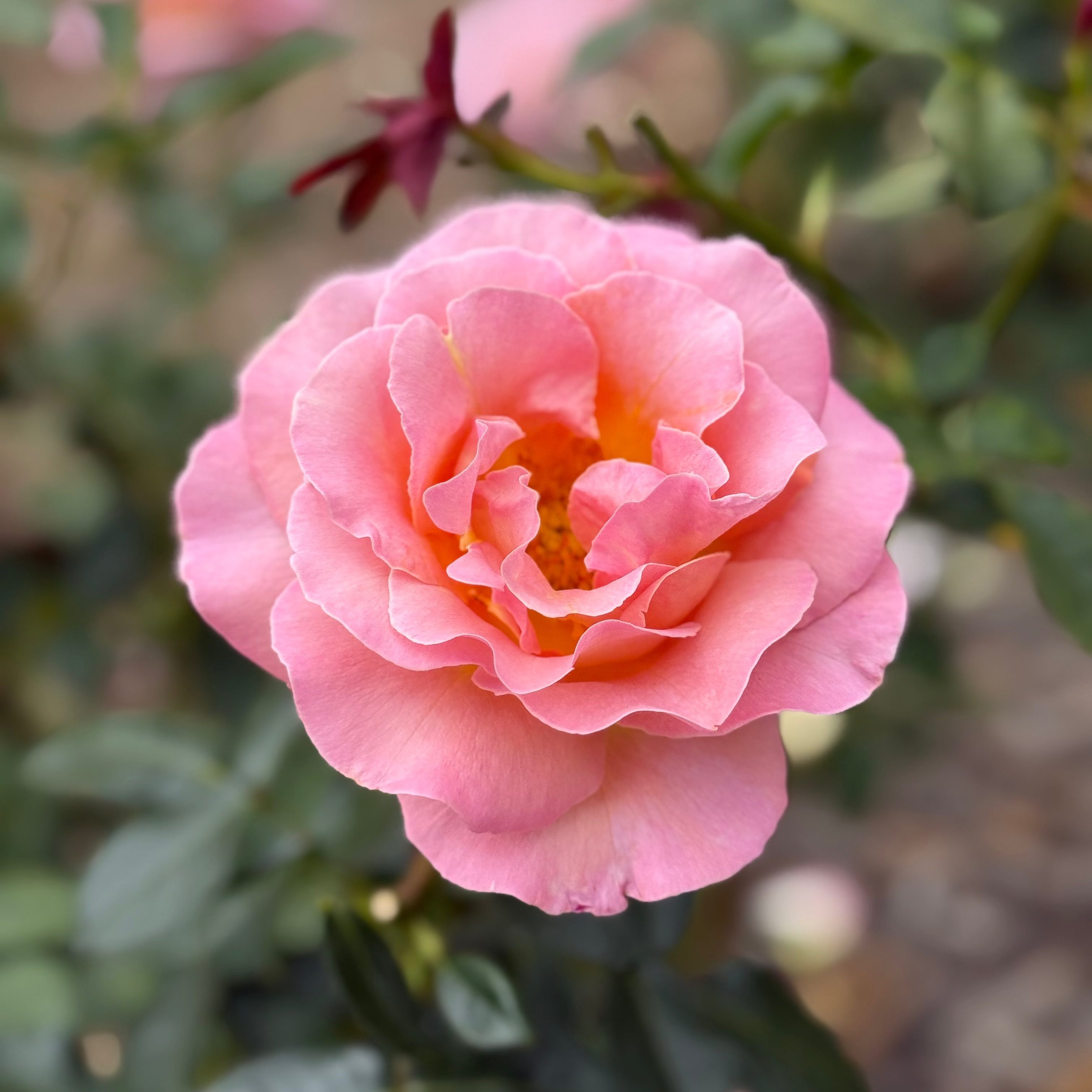 Elle® Bare Root Tree Rose