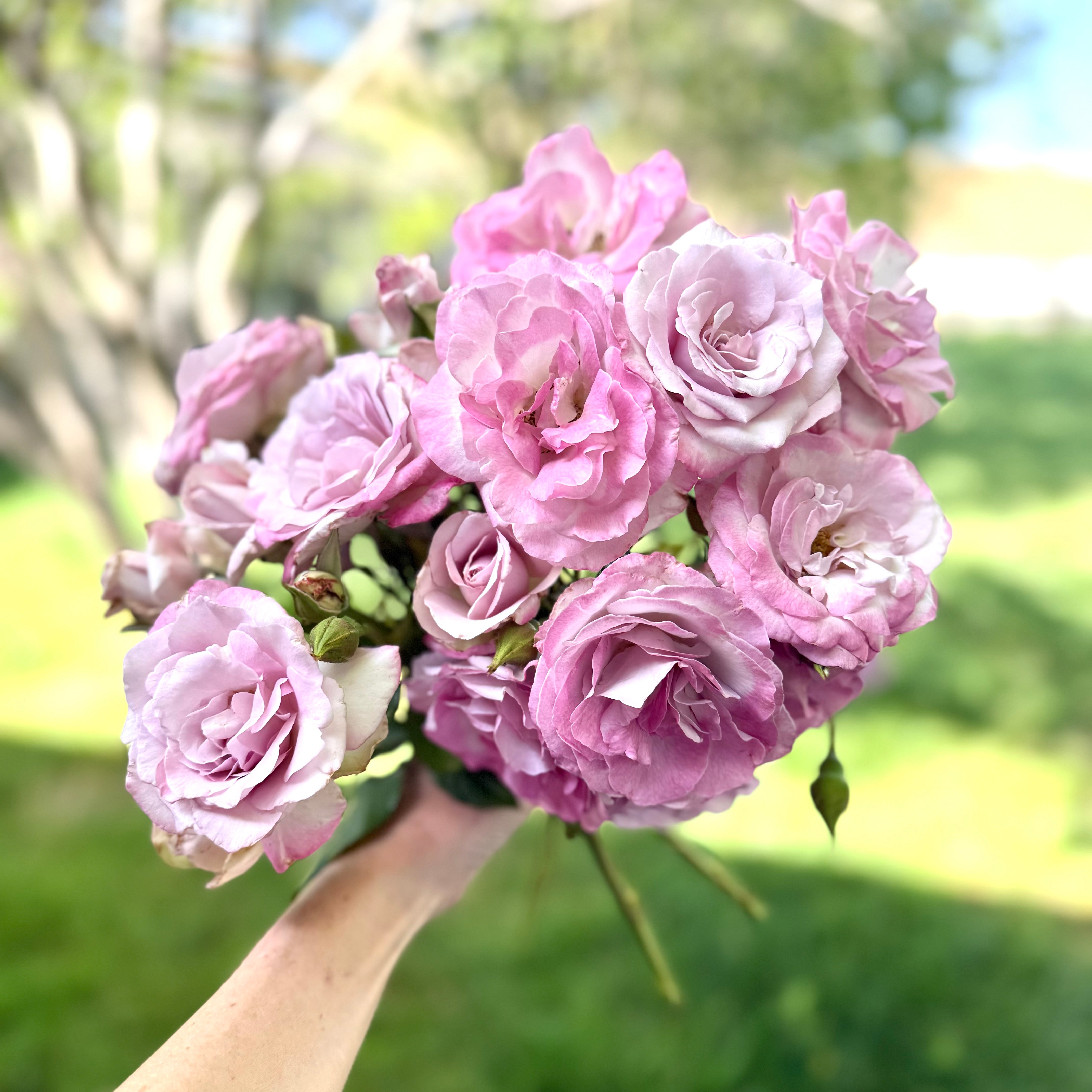 Nicole Carol Miller Bare Root Rose Bush - Grace Rose Farm