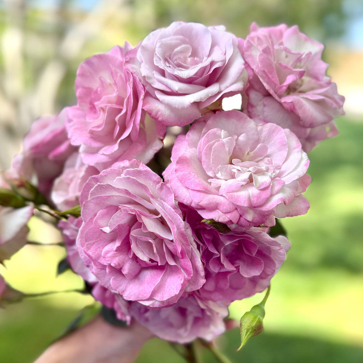 Nicole Carol Miller Bare Root Rose Bush