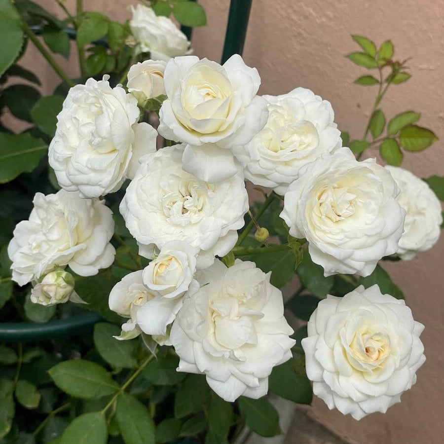 Princess Fairy Kiss® White Potted Rose Bush