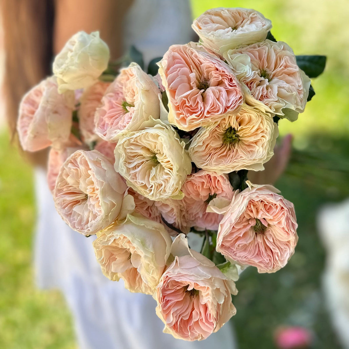 Tinkerbelle⢠Potted Rose Bush