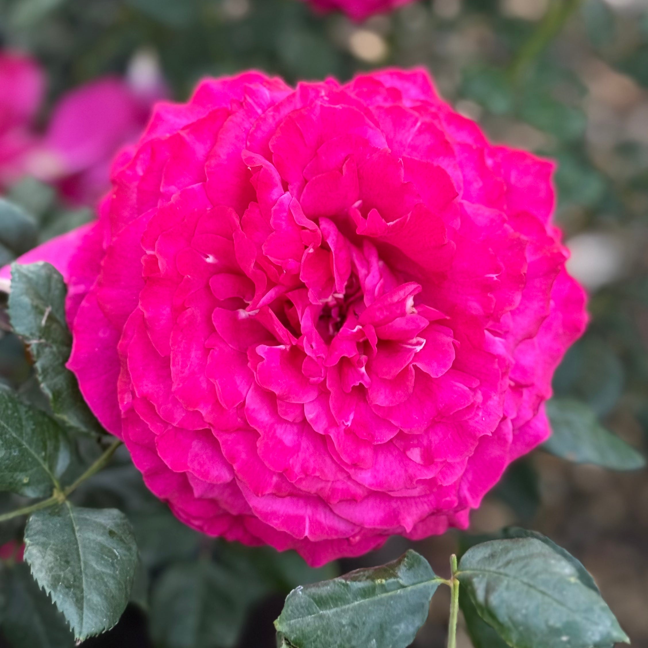 Janice Kellogg® Potted Rose Bush