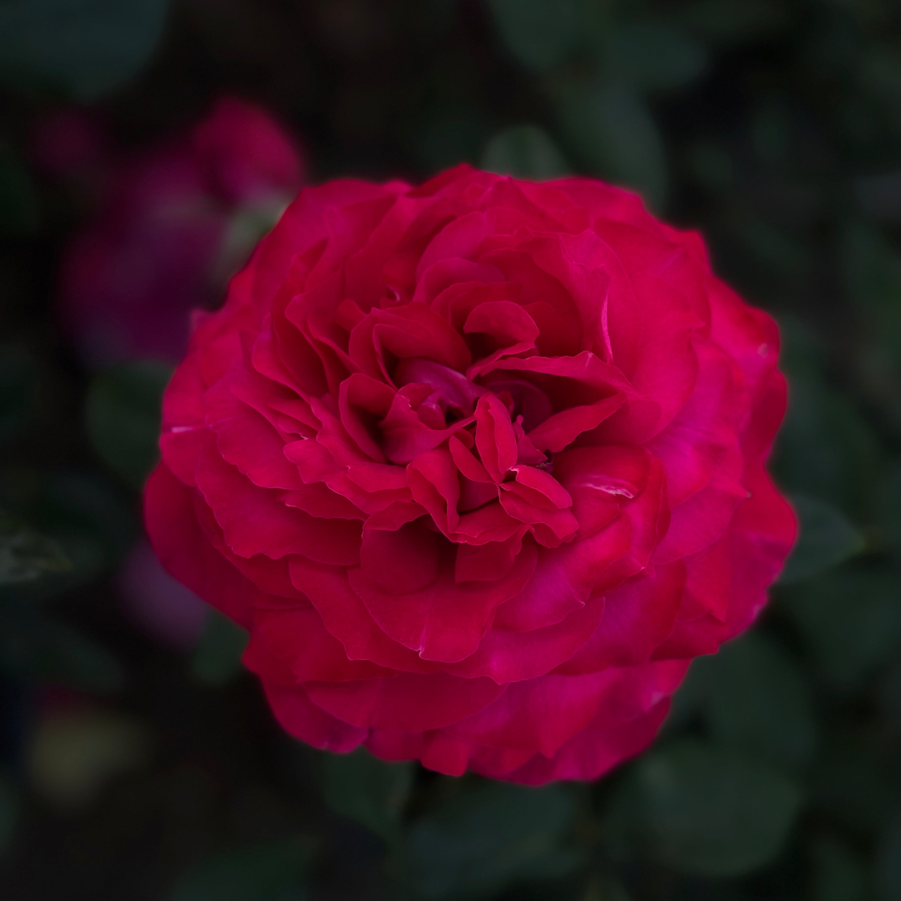Janice Kellogg® Potted Rose Bush
