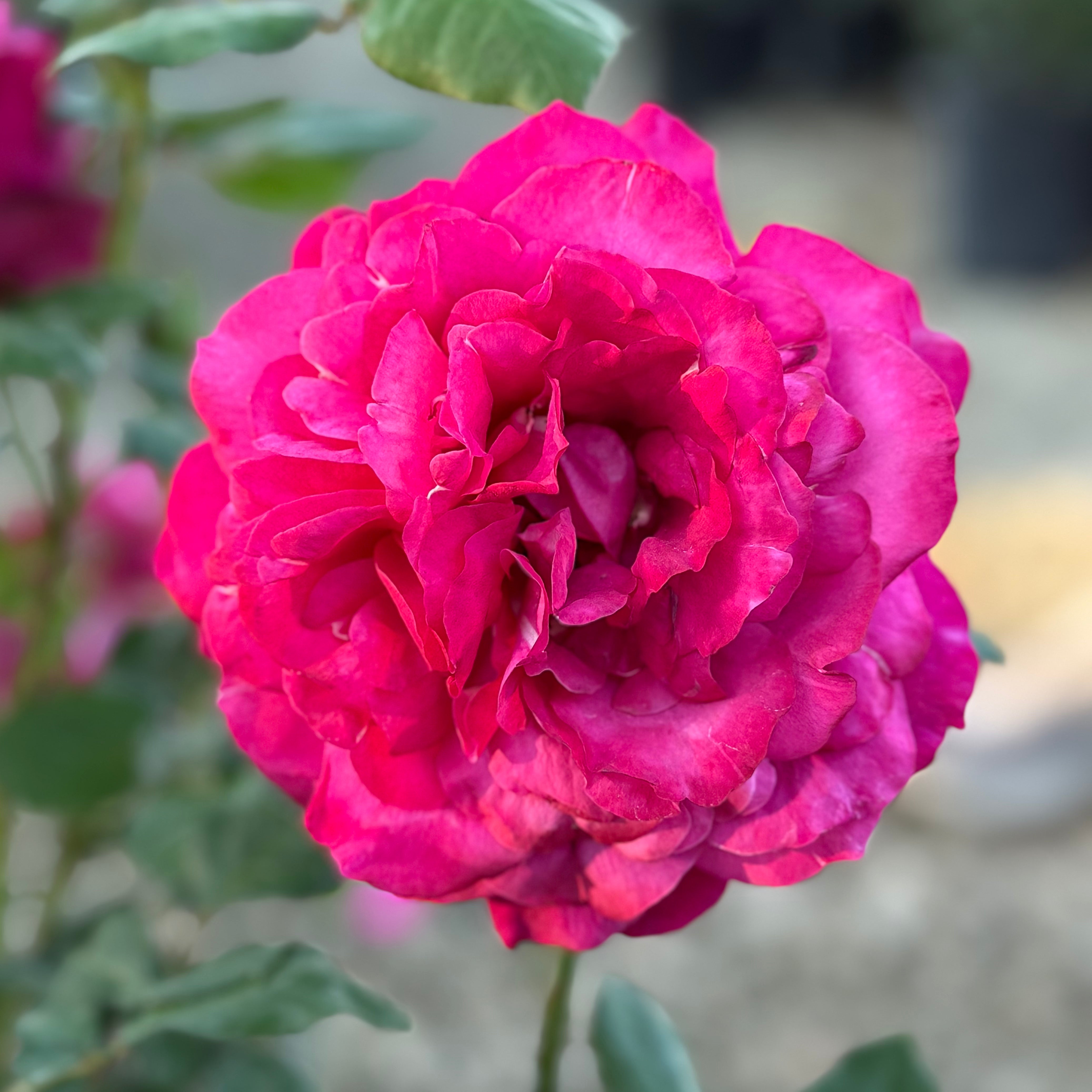 Janice Kellogg® Potted Rose Bush