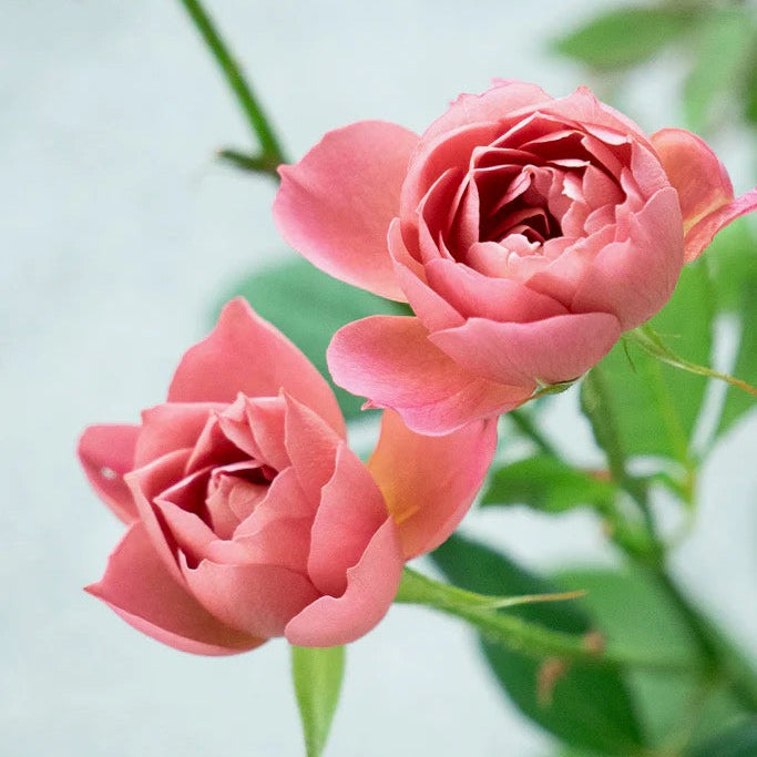 Wabara® Aoi Fuga Potted Rose Bush