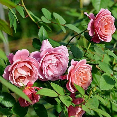 Wabara® Aoi Fuga Potted Rose Bush