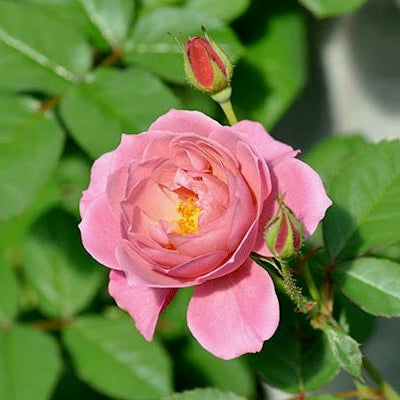 Wabara® Aoi Fuga Potted Rose Bush