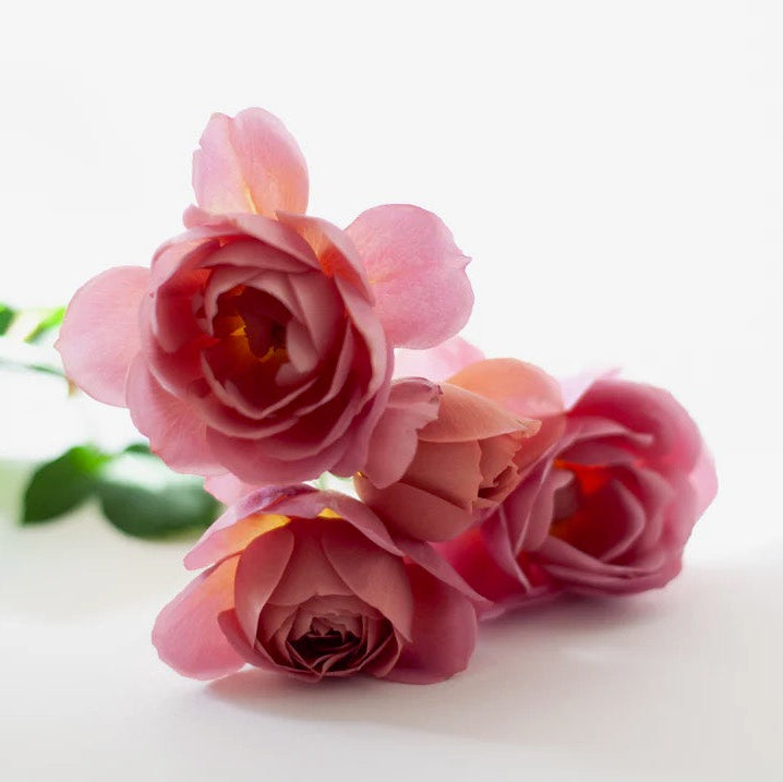 Wabara® Aoi Fuga Potted Rose Bush