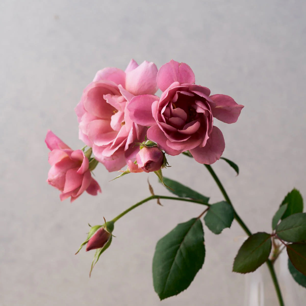 Wabara® Aoi Fuga Potted Rose Bush