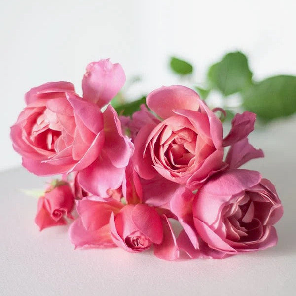 Wabara® Aoi Fuga Potted Rose Bush