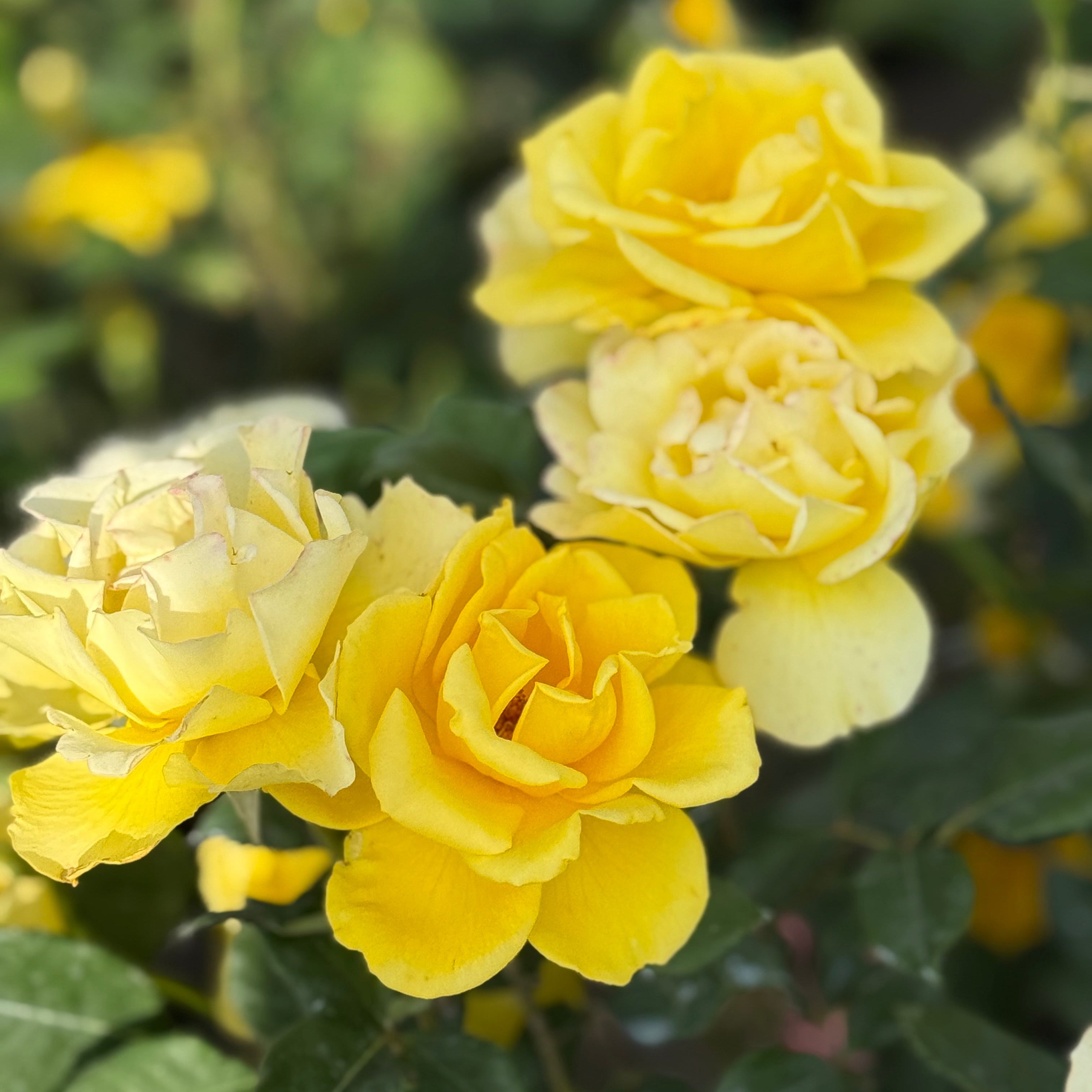 Henry Fonda Bare Root Tree Rose