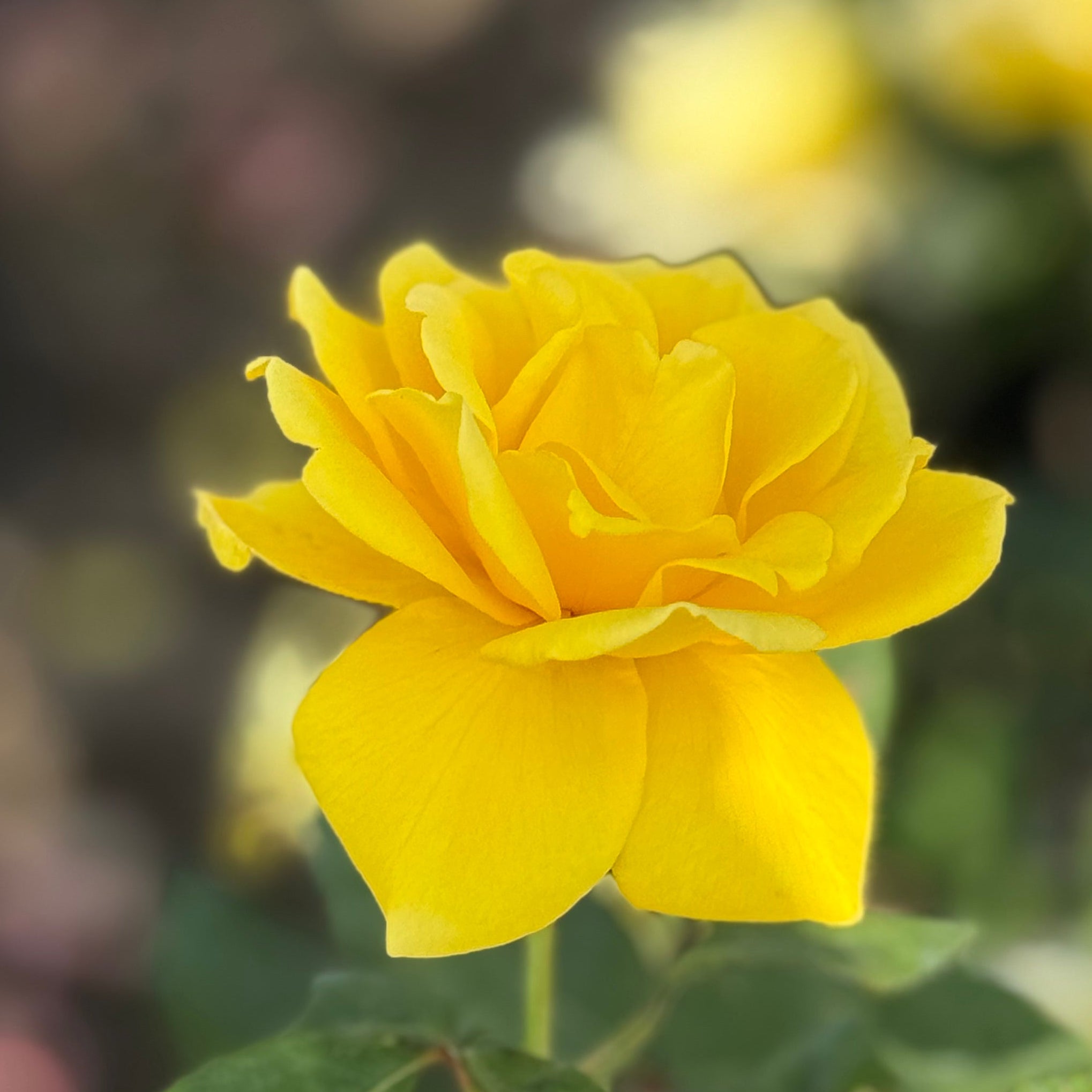 Henry Fonda Potted Rose Bush