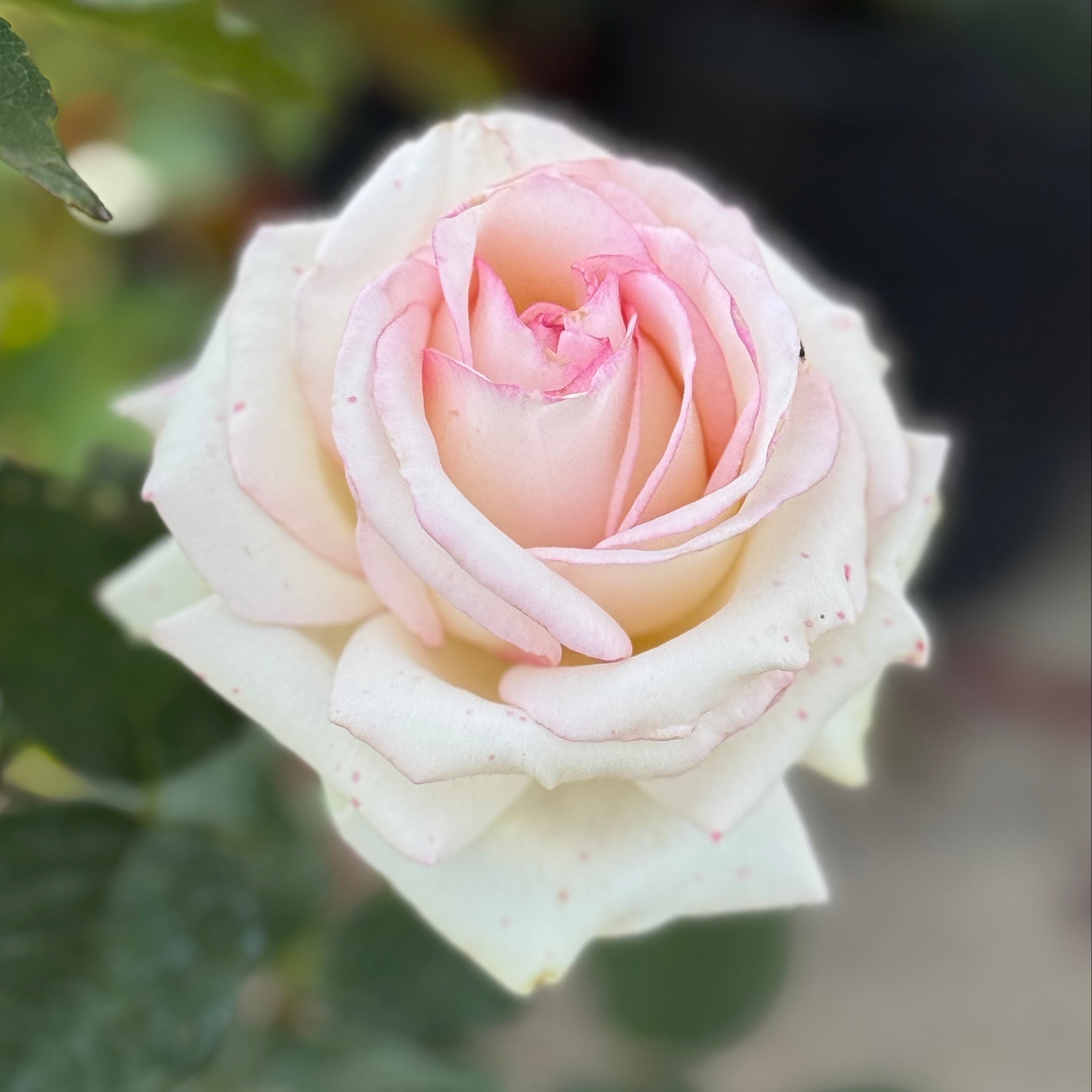 Moonstone® Potted Rose Bush