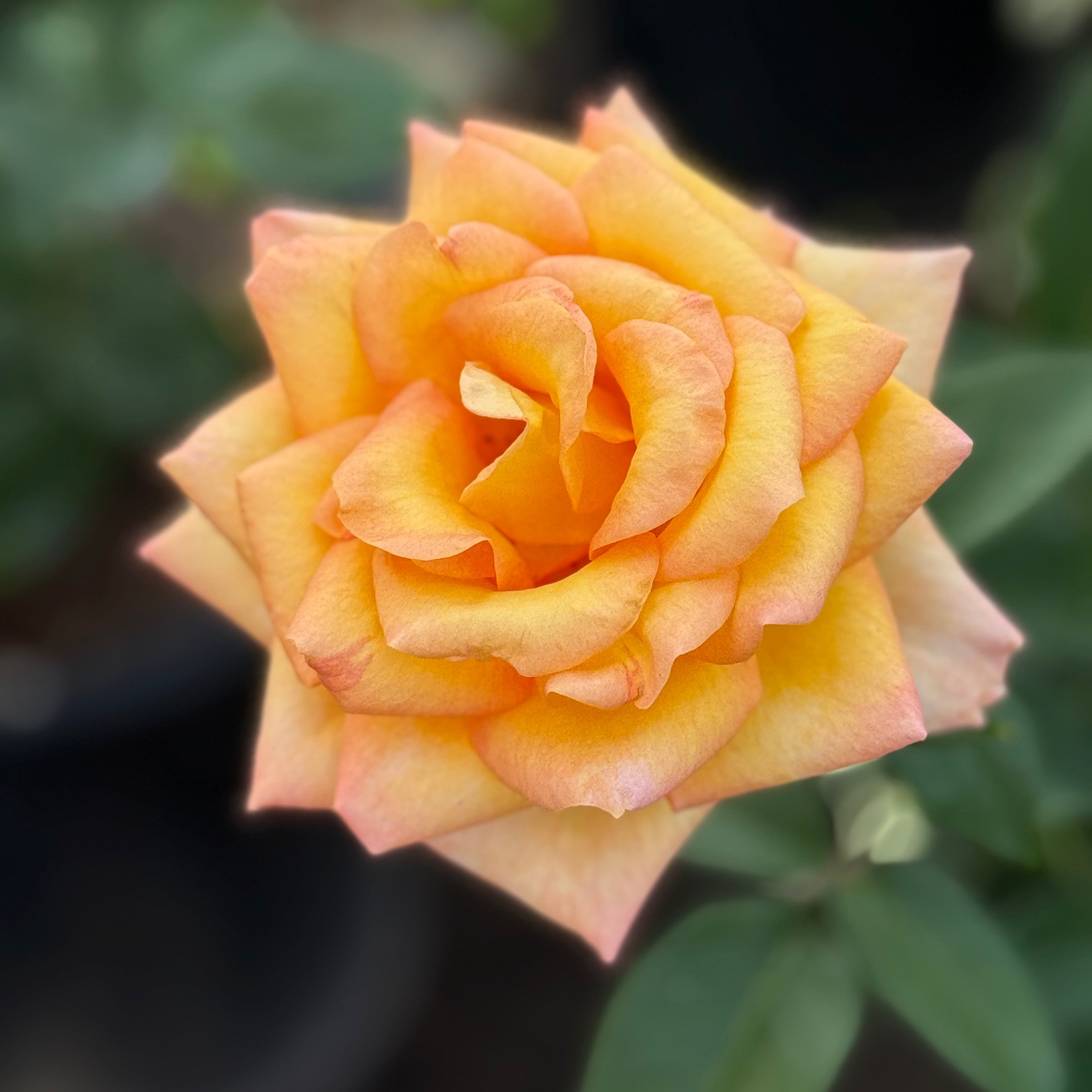 Gold Medal™ Potted Rose Bush