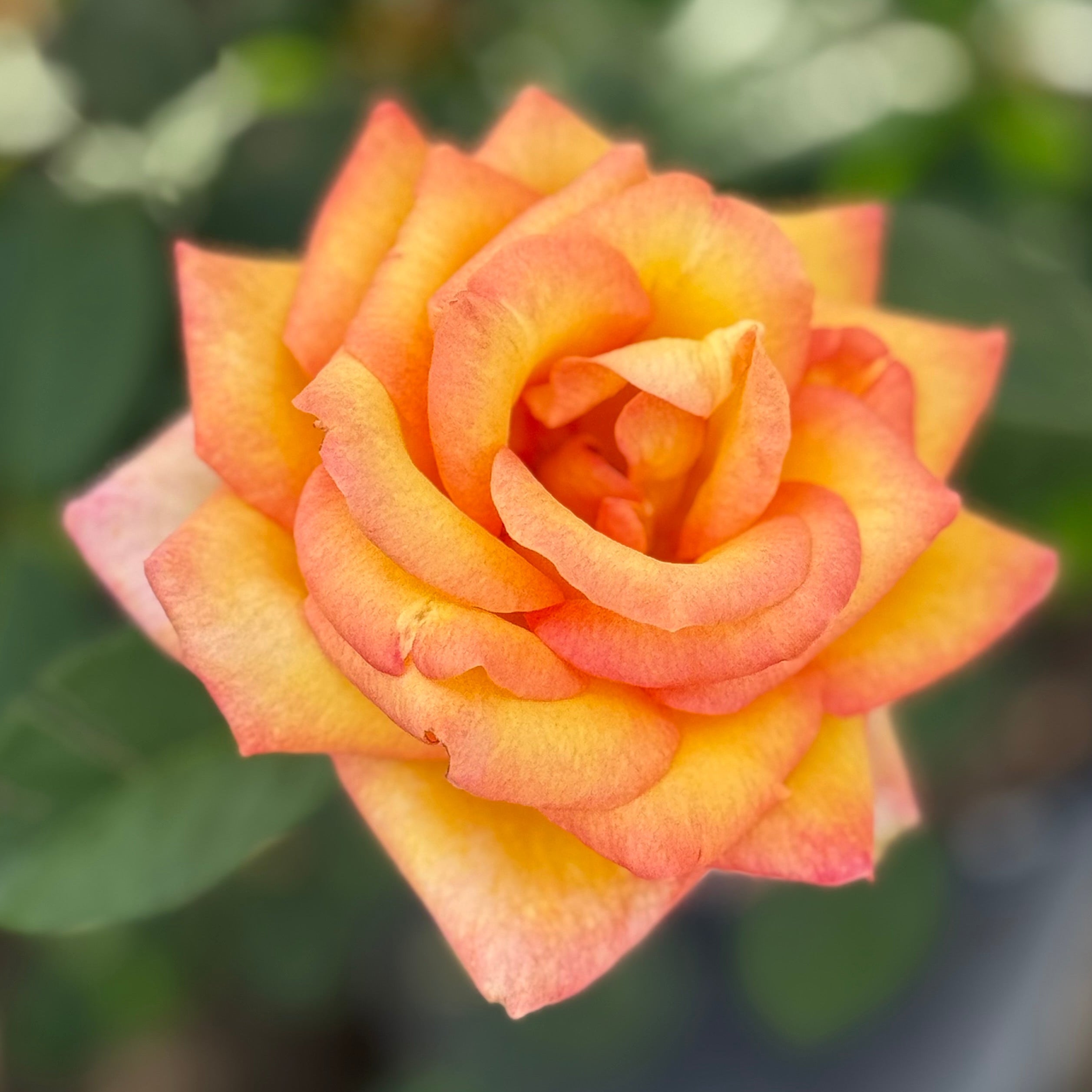 Gold Medal Bare Root Rose Bush