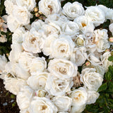 Pillow Fight Bare Root Rose Bush