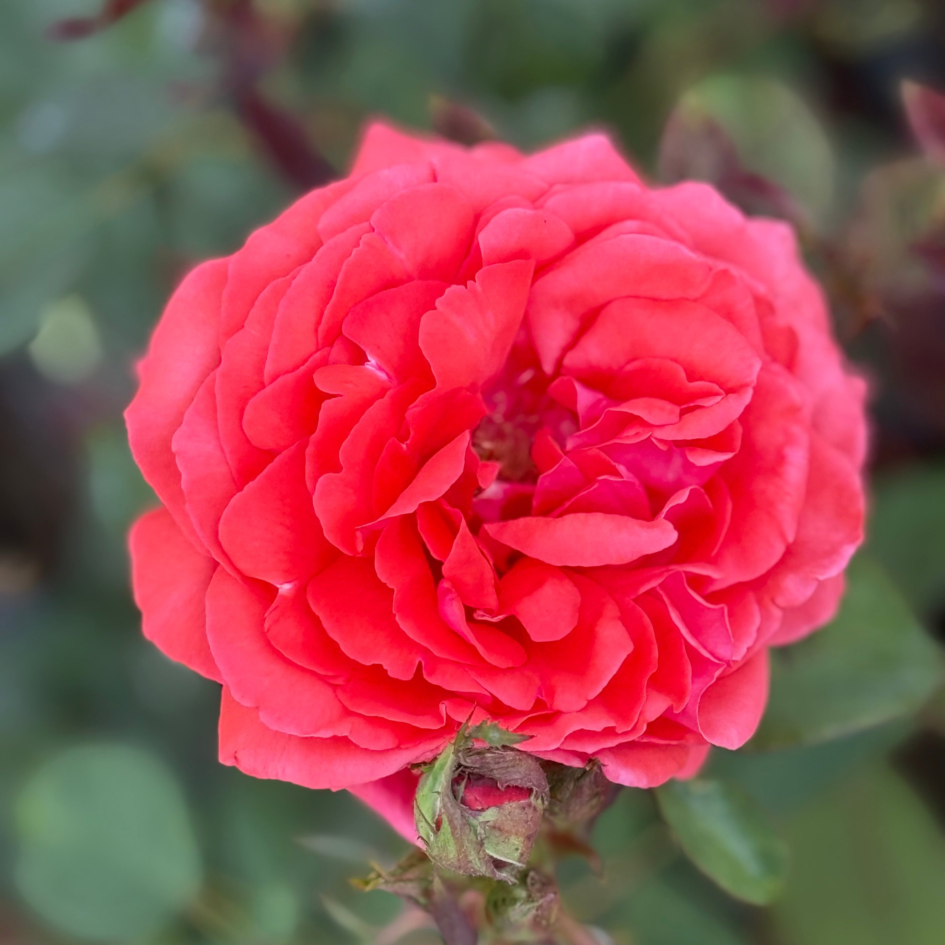 Fragrant Cloud Potted Rose Bush