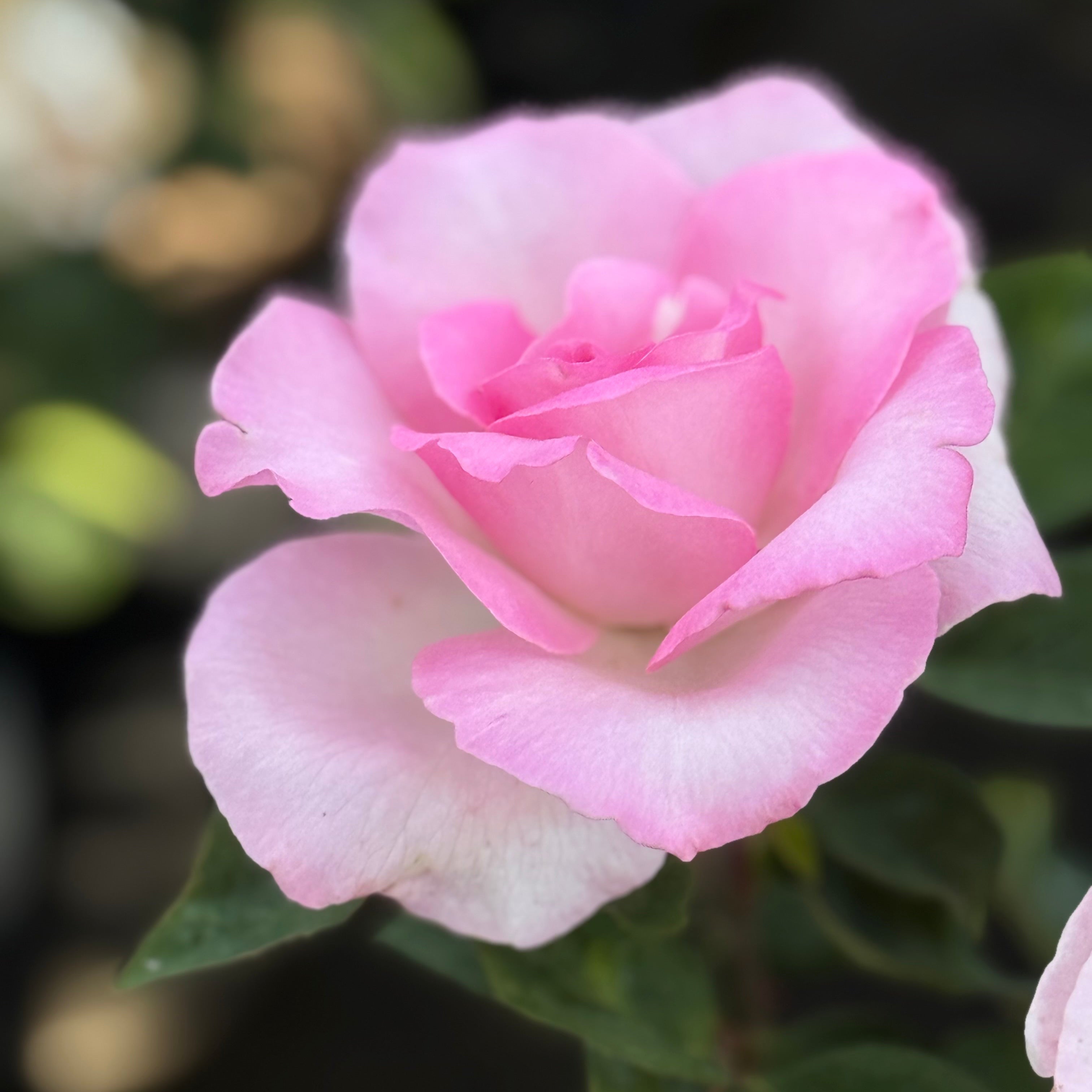 Eleganza® Beverly™ Potted Rose Bush