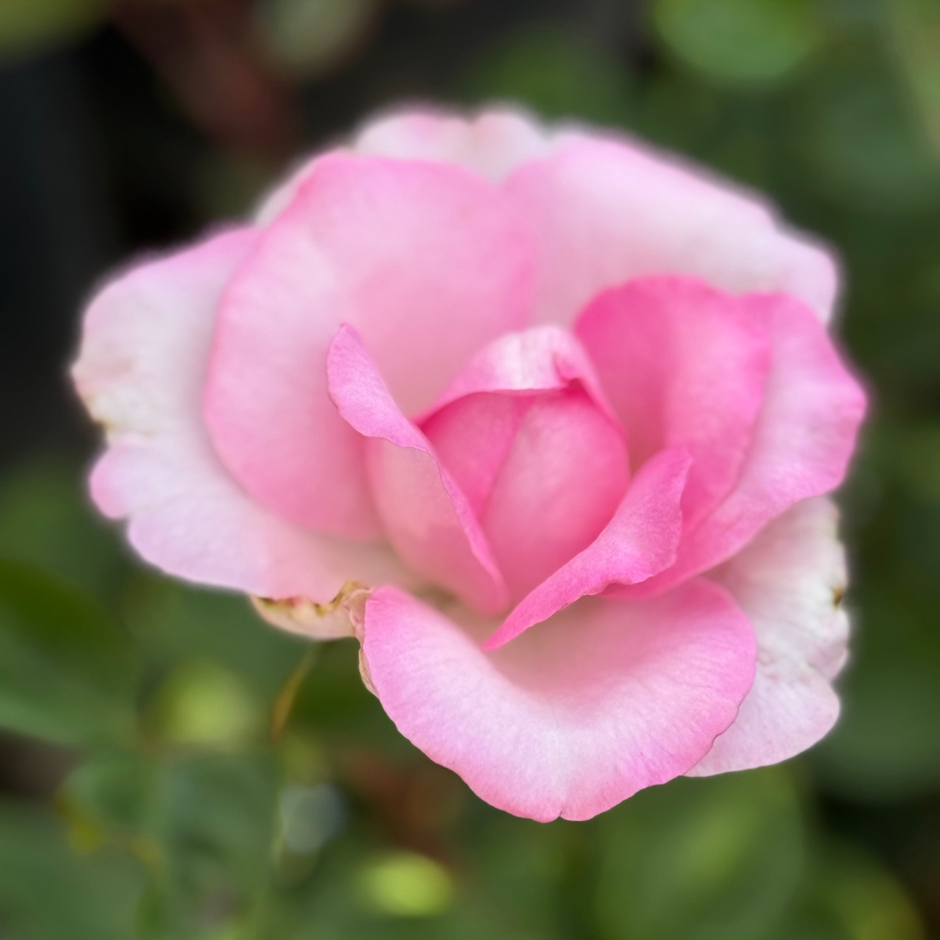 Eleganza® Beverly™ Potted Rose Bush