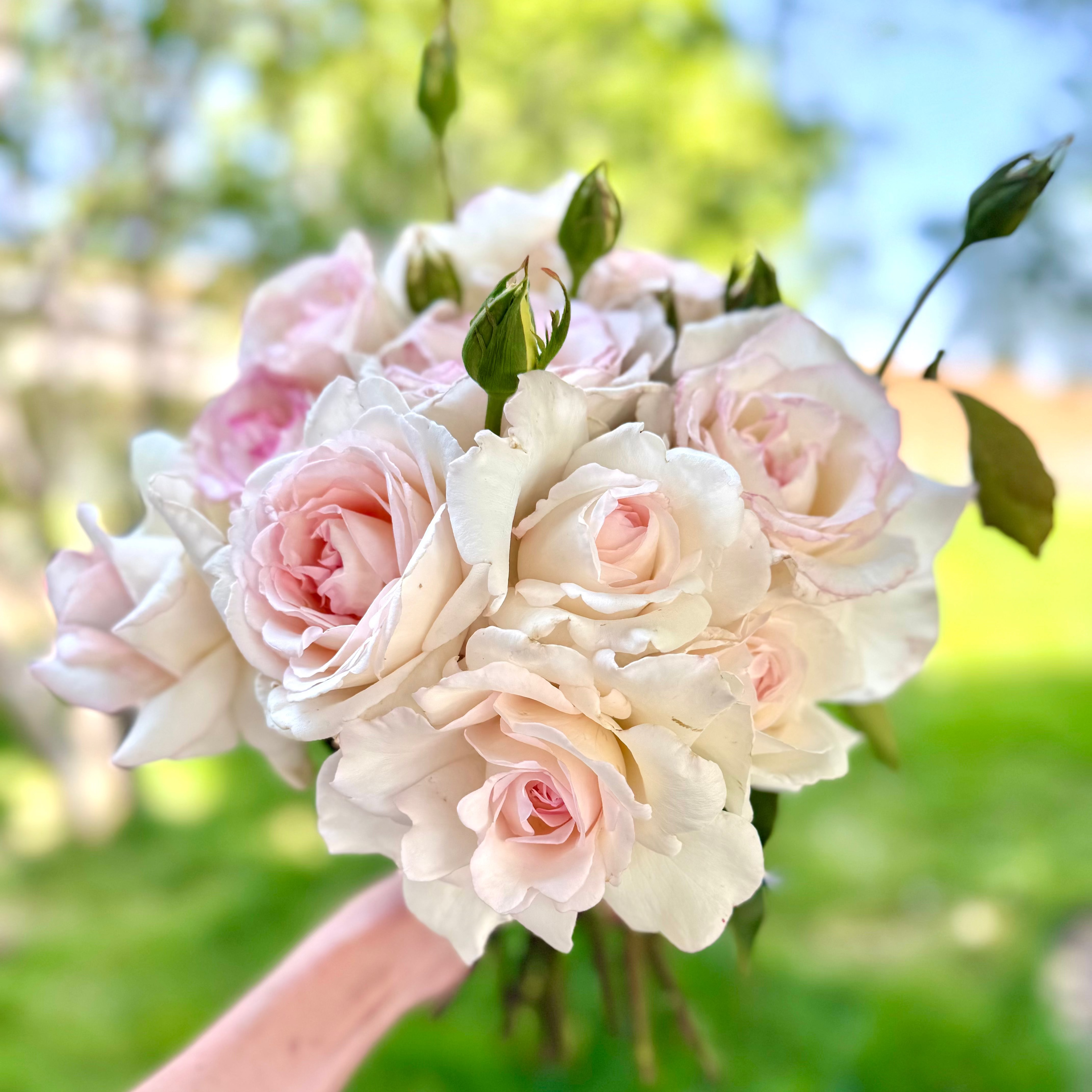 Secret's Out! Bare Root Rose Bush