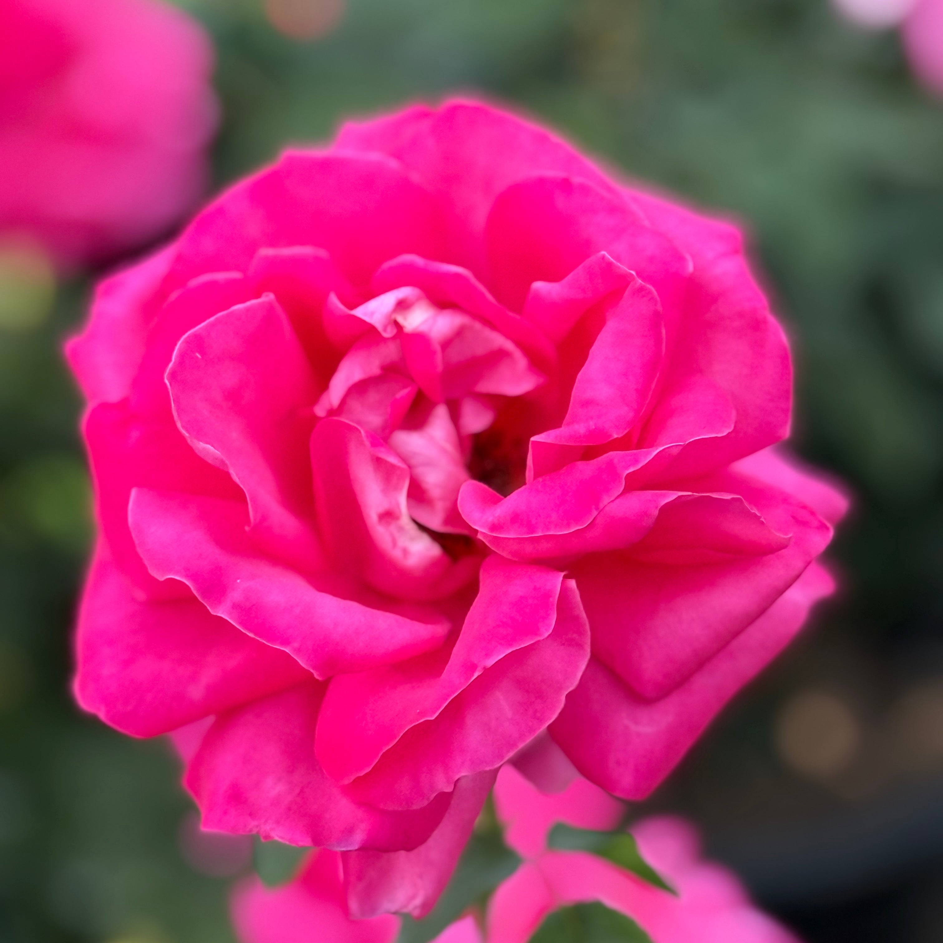 Close-up of a pink rose with a blurred green background
