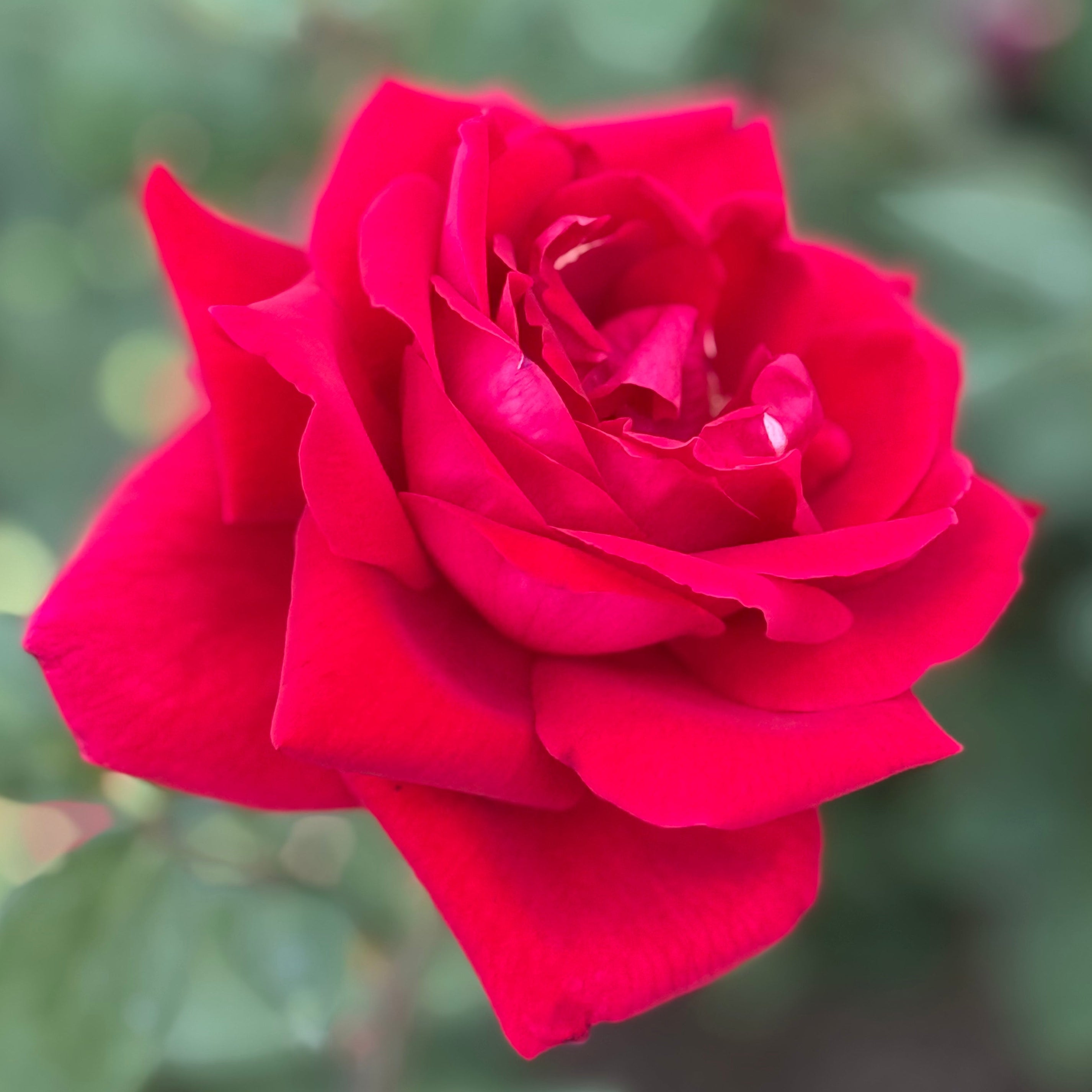 Mister Lincoln Potted Rose Bush