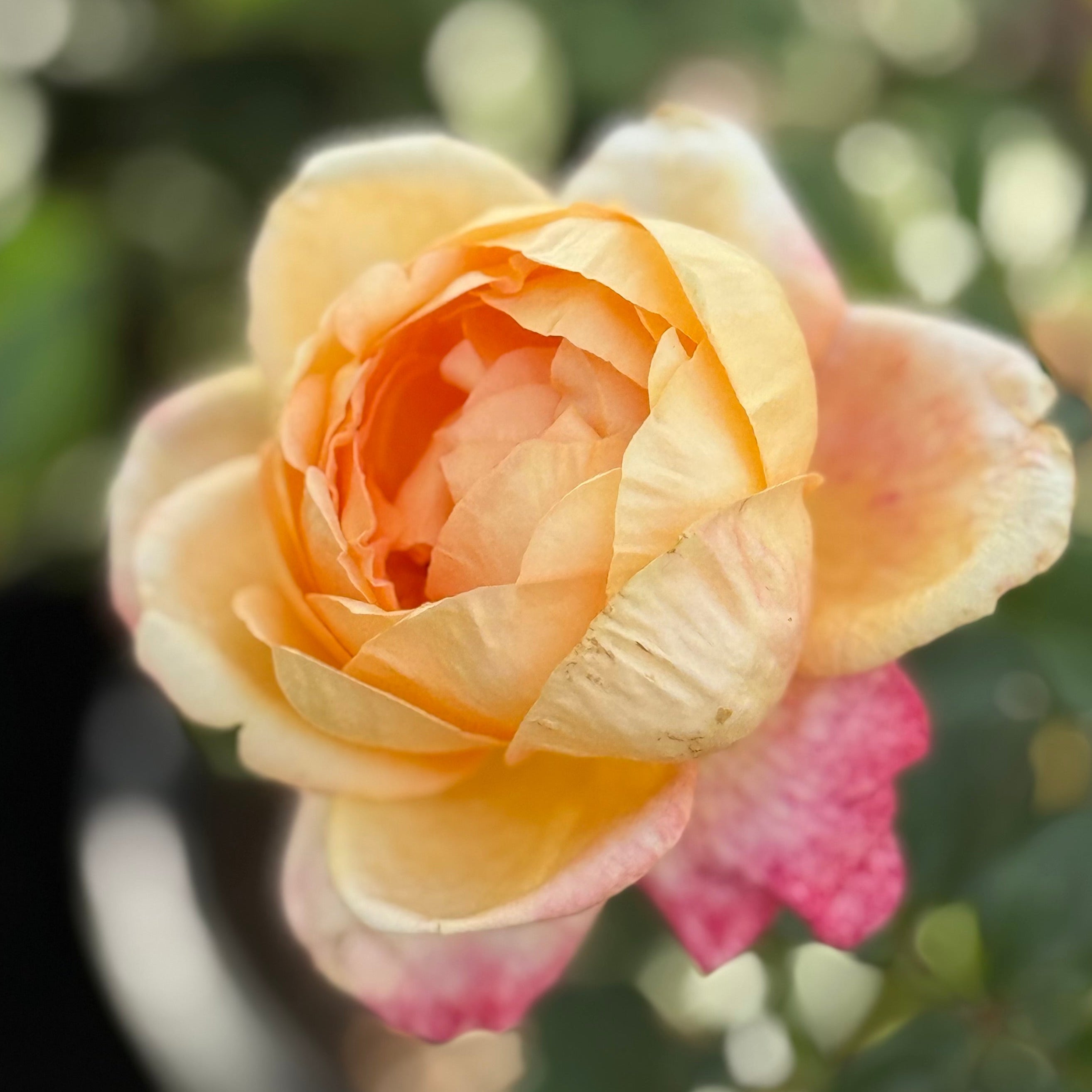 Maui Sunrise™ Potted Rose Bush