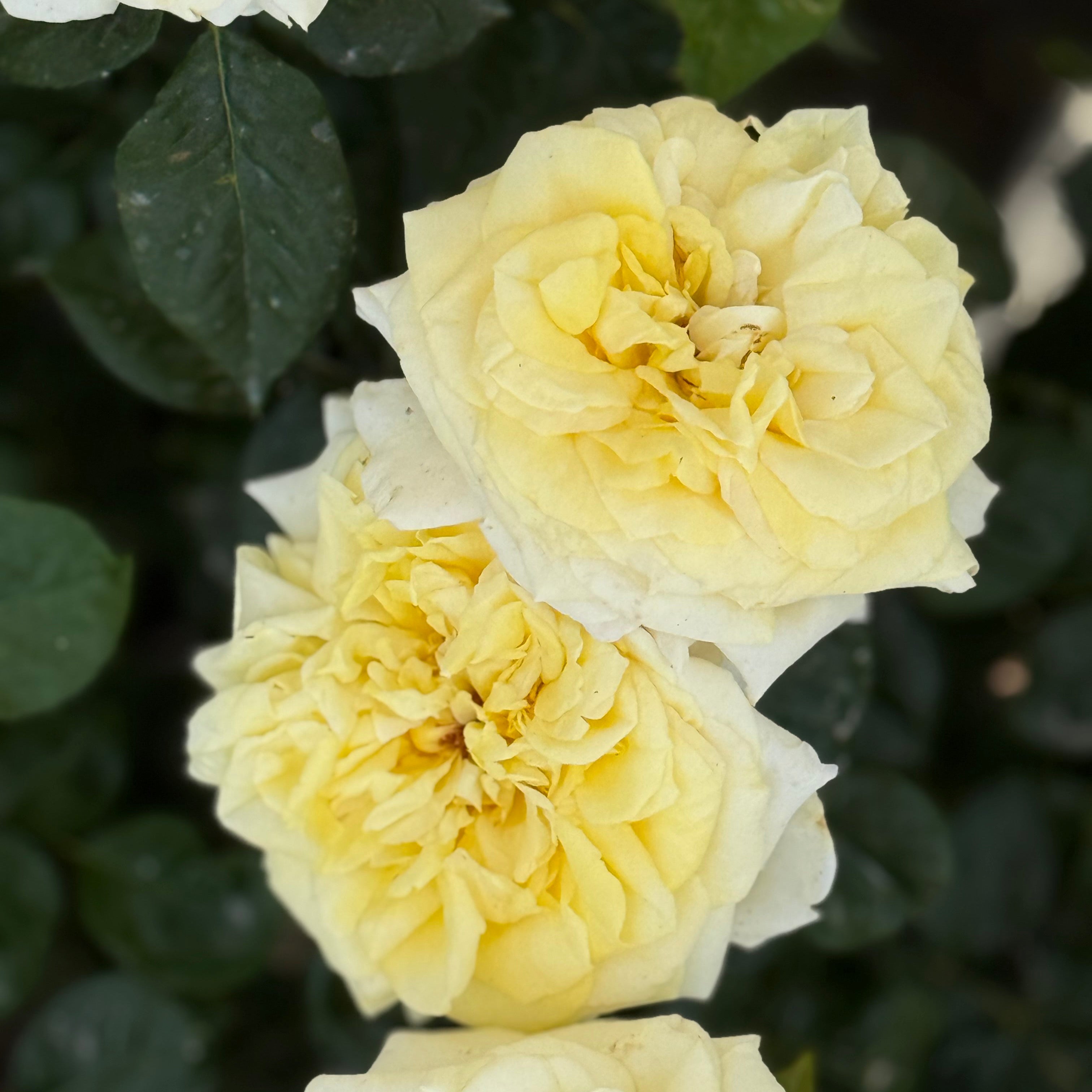 Lemontini™ Potted Rose Bush