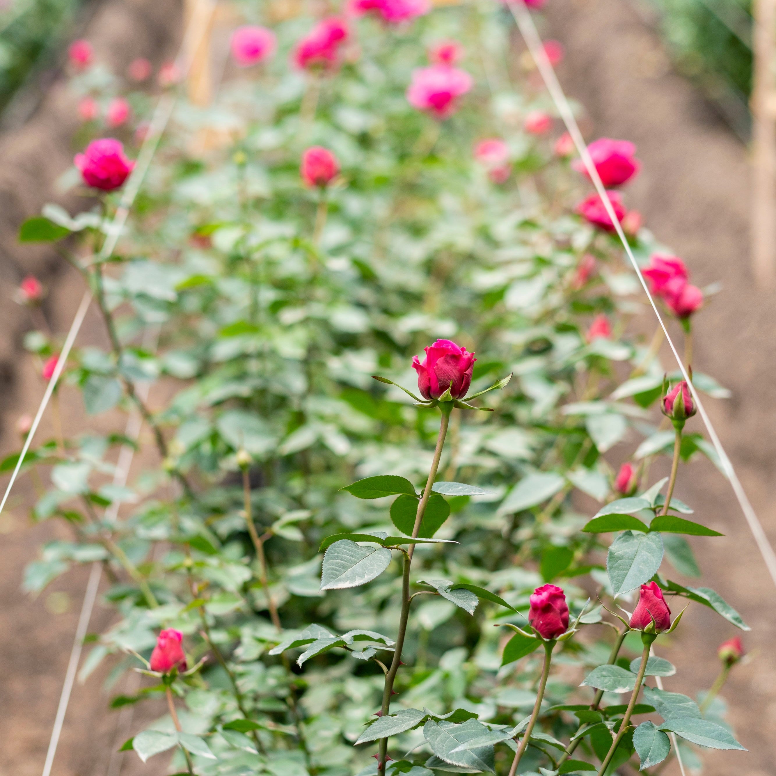 The Rose Immersion - A Colombian Floral Retreat at the World's Finest Rose Farm (Deposit)