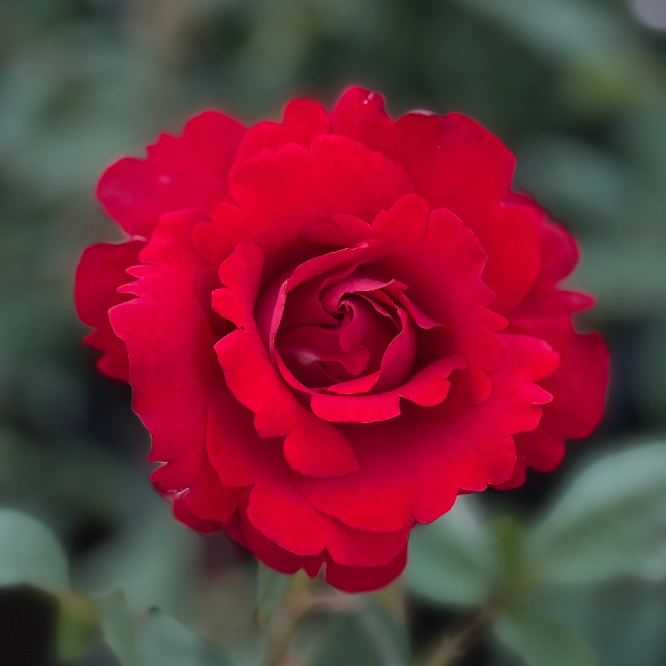 Opening Night™ Bare Root Rose Bush